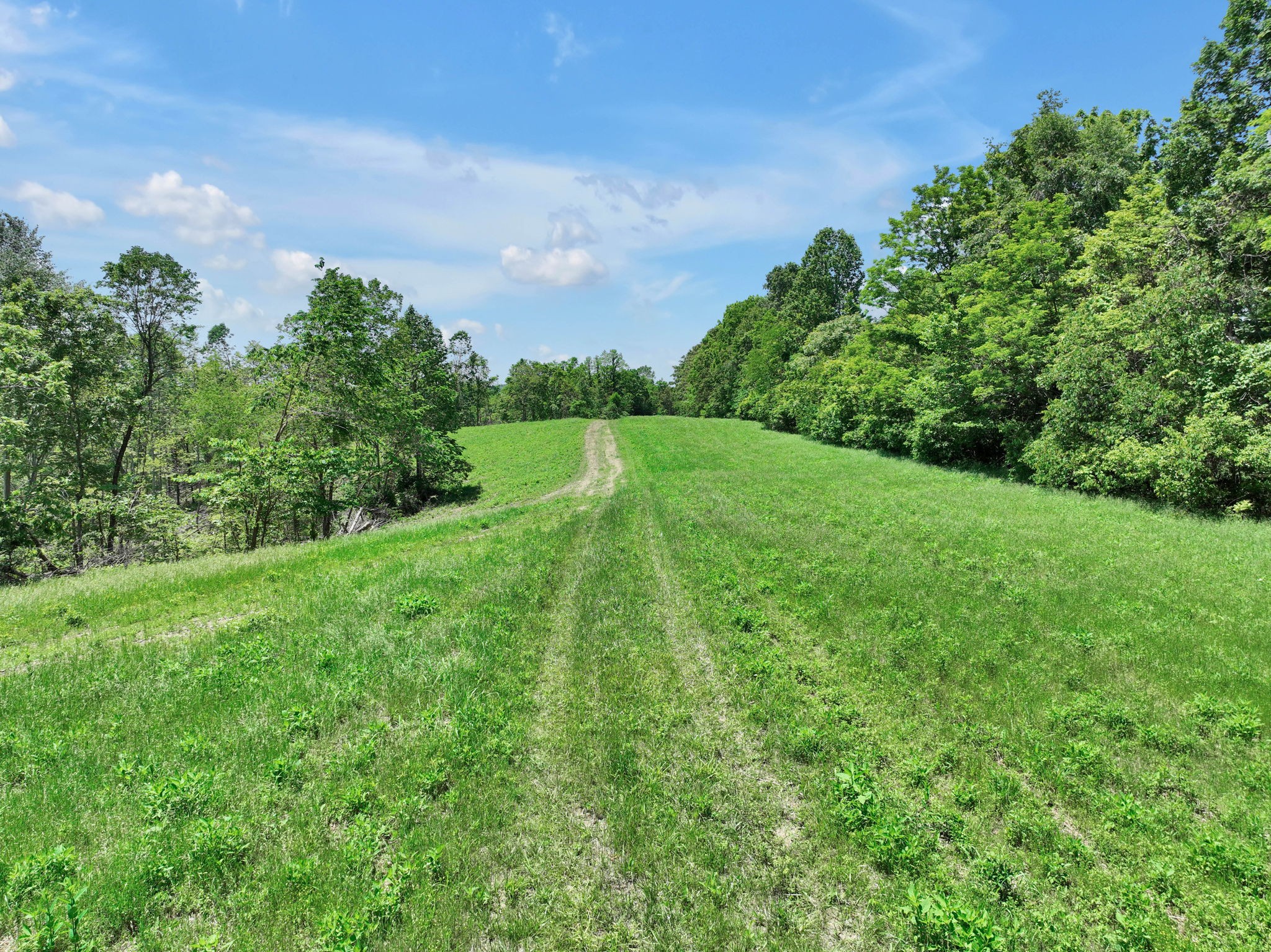 660 Rogues Fork Road Bethpage, TN 37022 - Photo 1 of 55 a view of a green yard with large trees