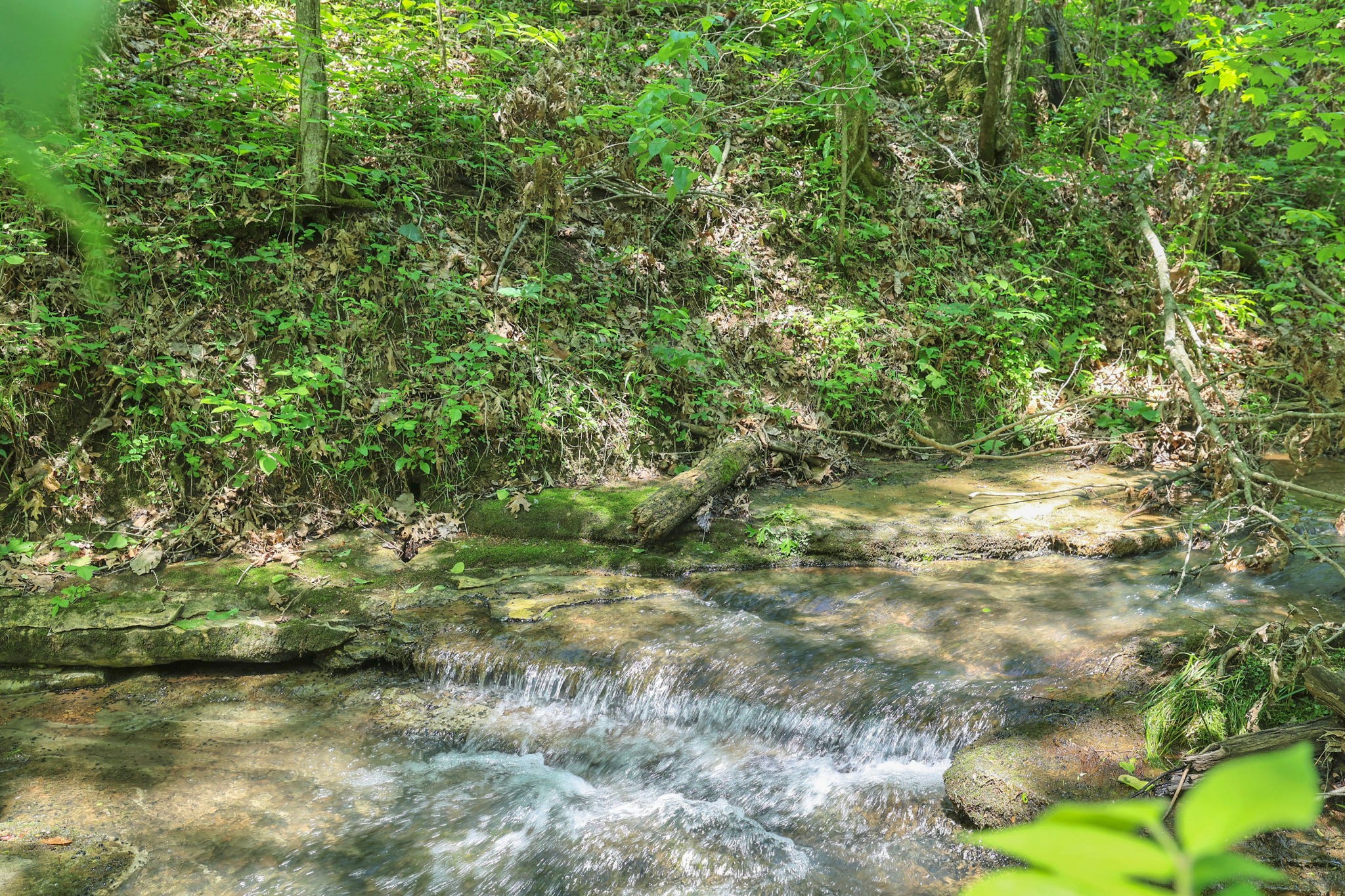 660 Rogues Fork Road Bethpage, TN 37022 - Photo 2 of 55 a view of a yard with a tree