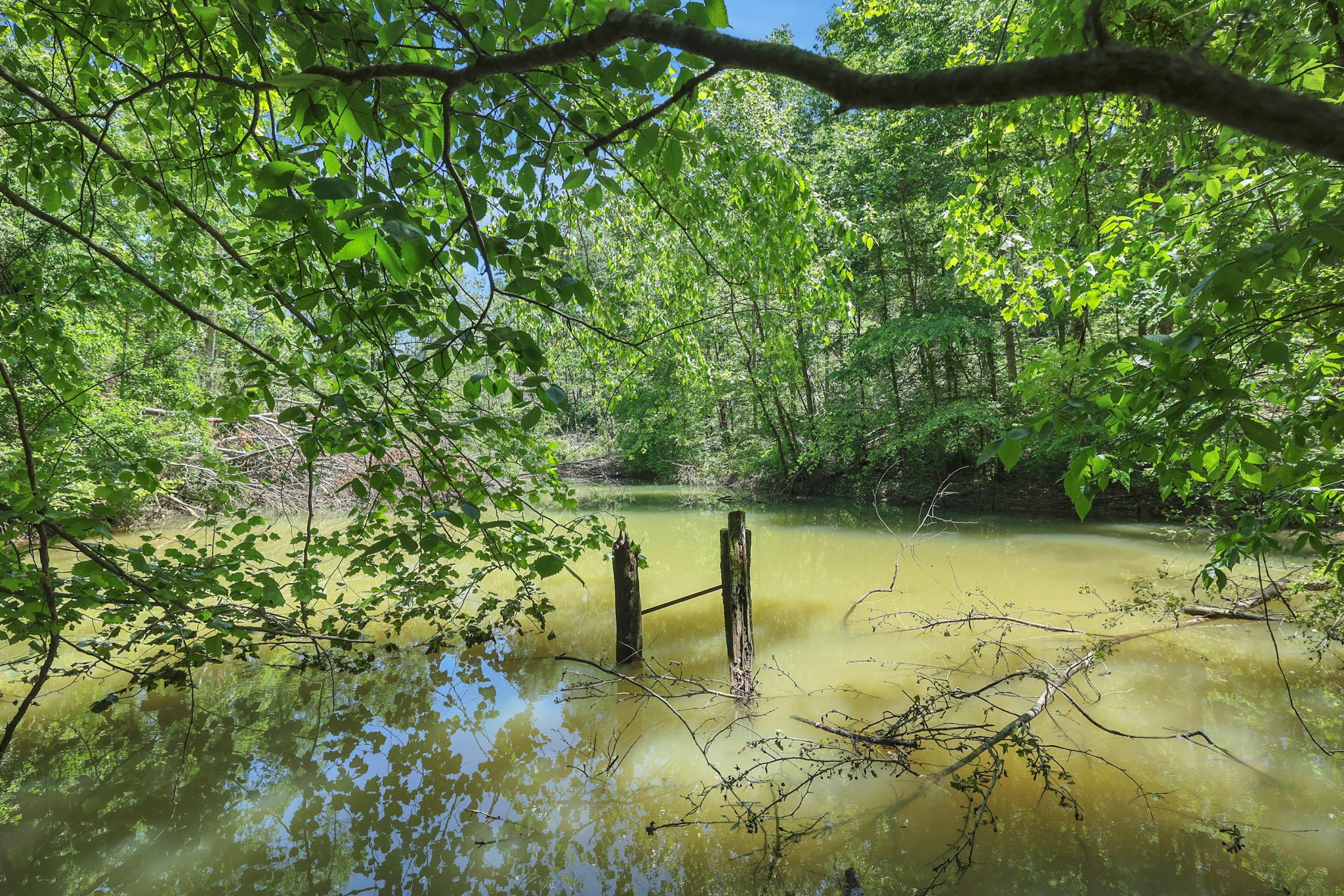 660 Rogues Fork Road Bethpage, TN 37022 - Photo 26 of 55 a view of a yard with plants
