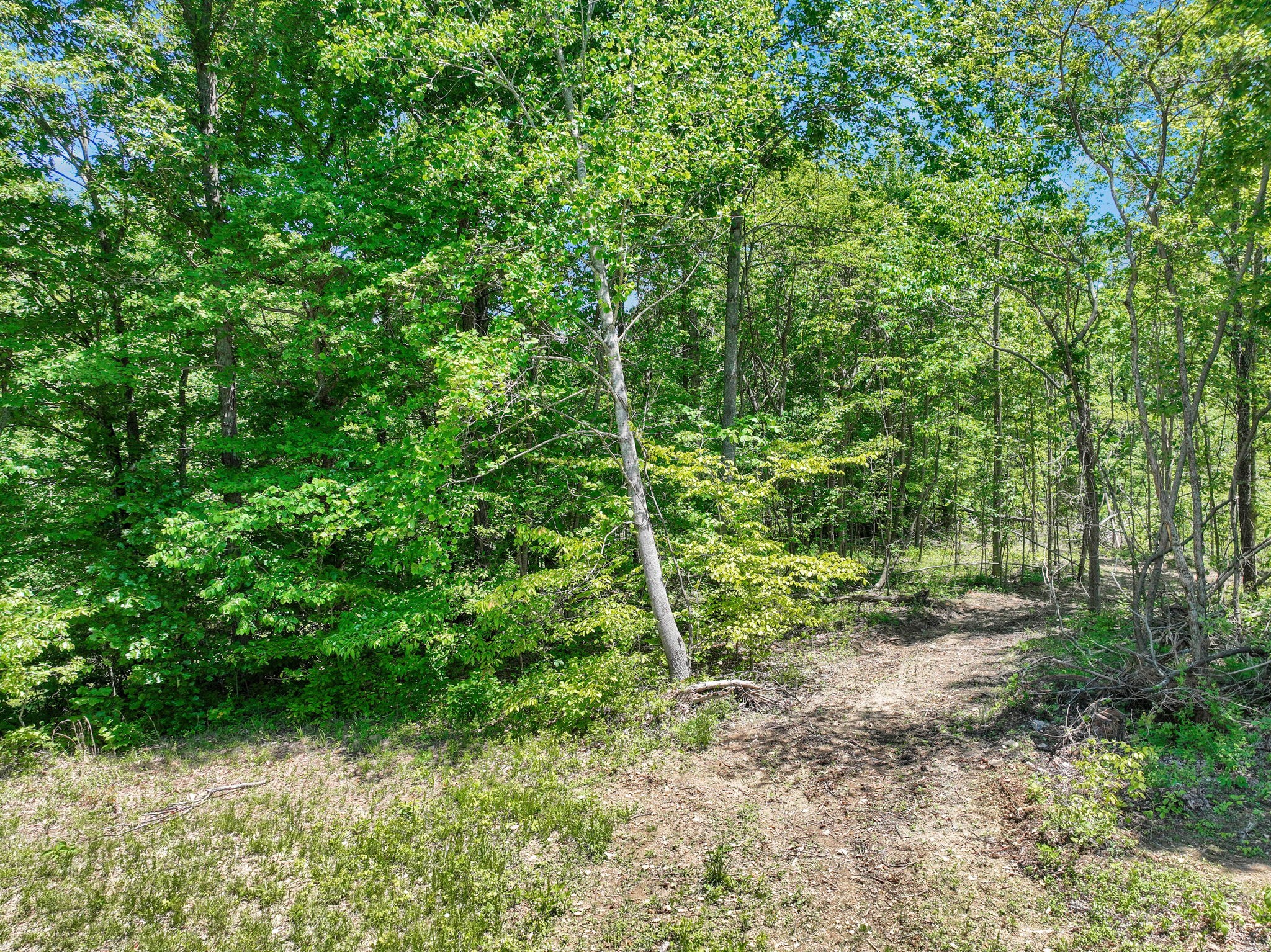 660 Rogues Fork Road Bethpage, TN 37022 - Photo 34 of 55 a view of a lush green forest with large trees