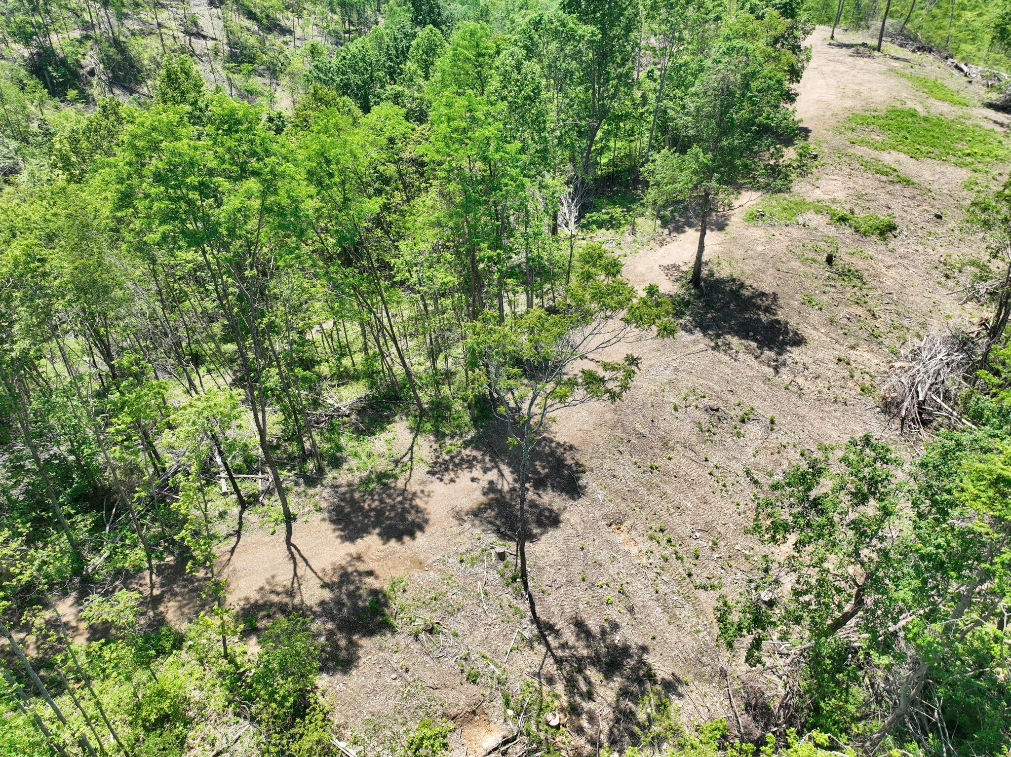 660 Rogues Fork Road Bethpage, TN 37022 - Photo 37 of 55 a view of a forest with a tree