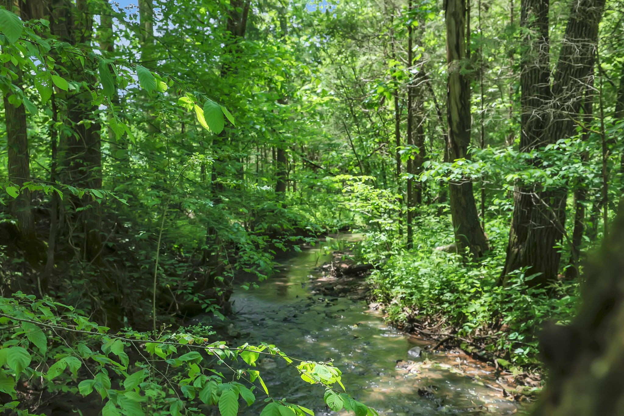 660 Rogues Fork Road Bethpage, TN 37022 - Photo 38 of 55 a view of a garden