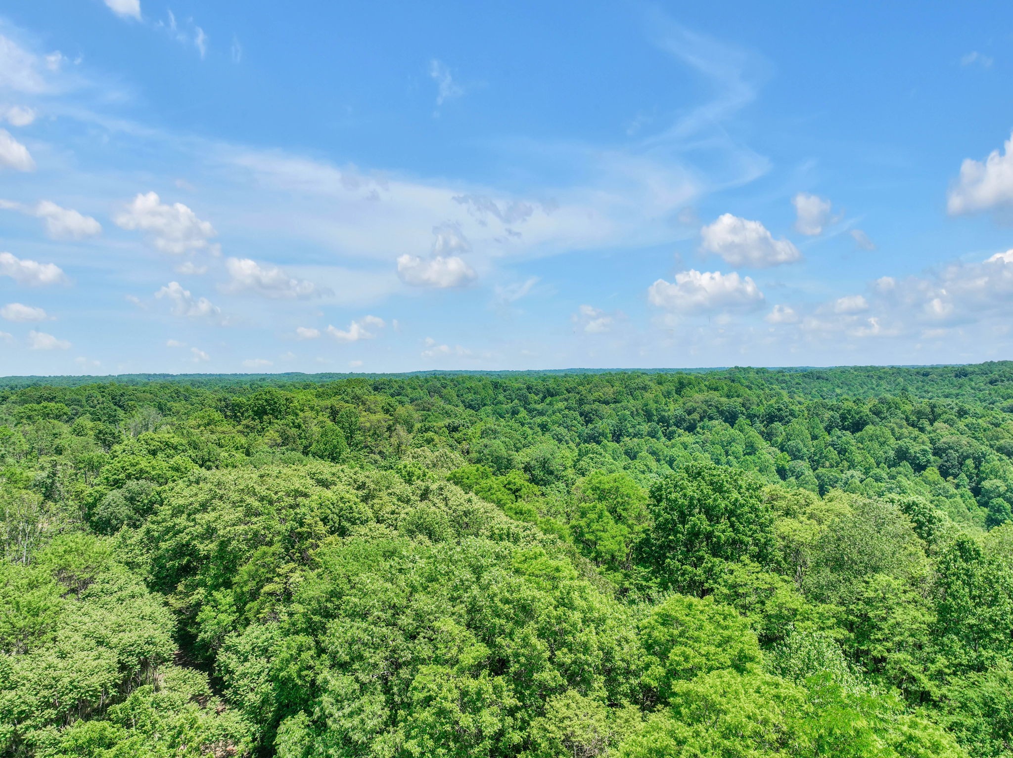660 Rogues Fork Road Bethpage, TN 37022 - Photo 44 of 55 a view of a bunch of trees in a field