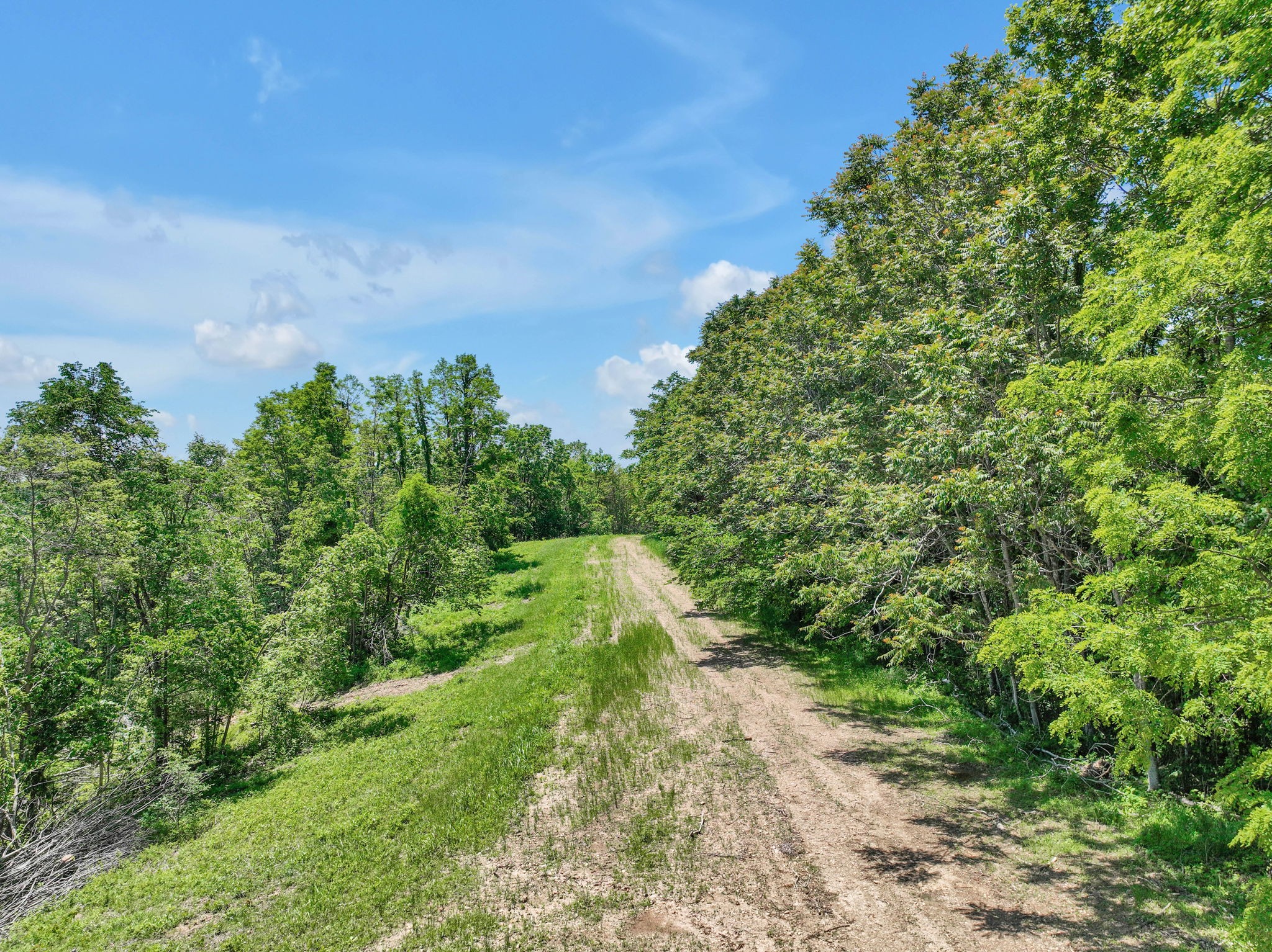 660 Rogues Fork Road Bethpage, TN 37022 - Photo 51 of 55 a view of a yard with plants and a large tree