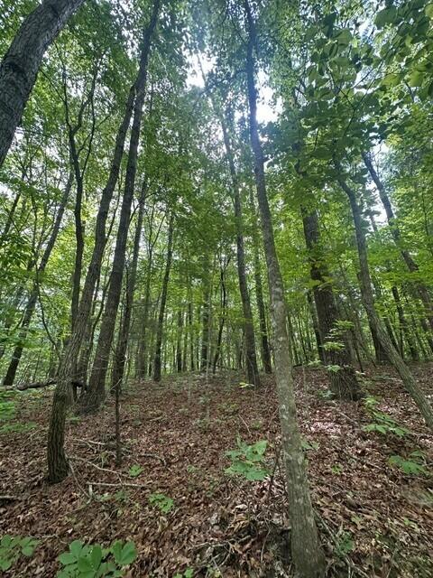 142 Cole Road Deer Lodge, TN 37726 - Photo 27 of 77 33