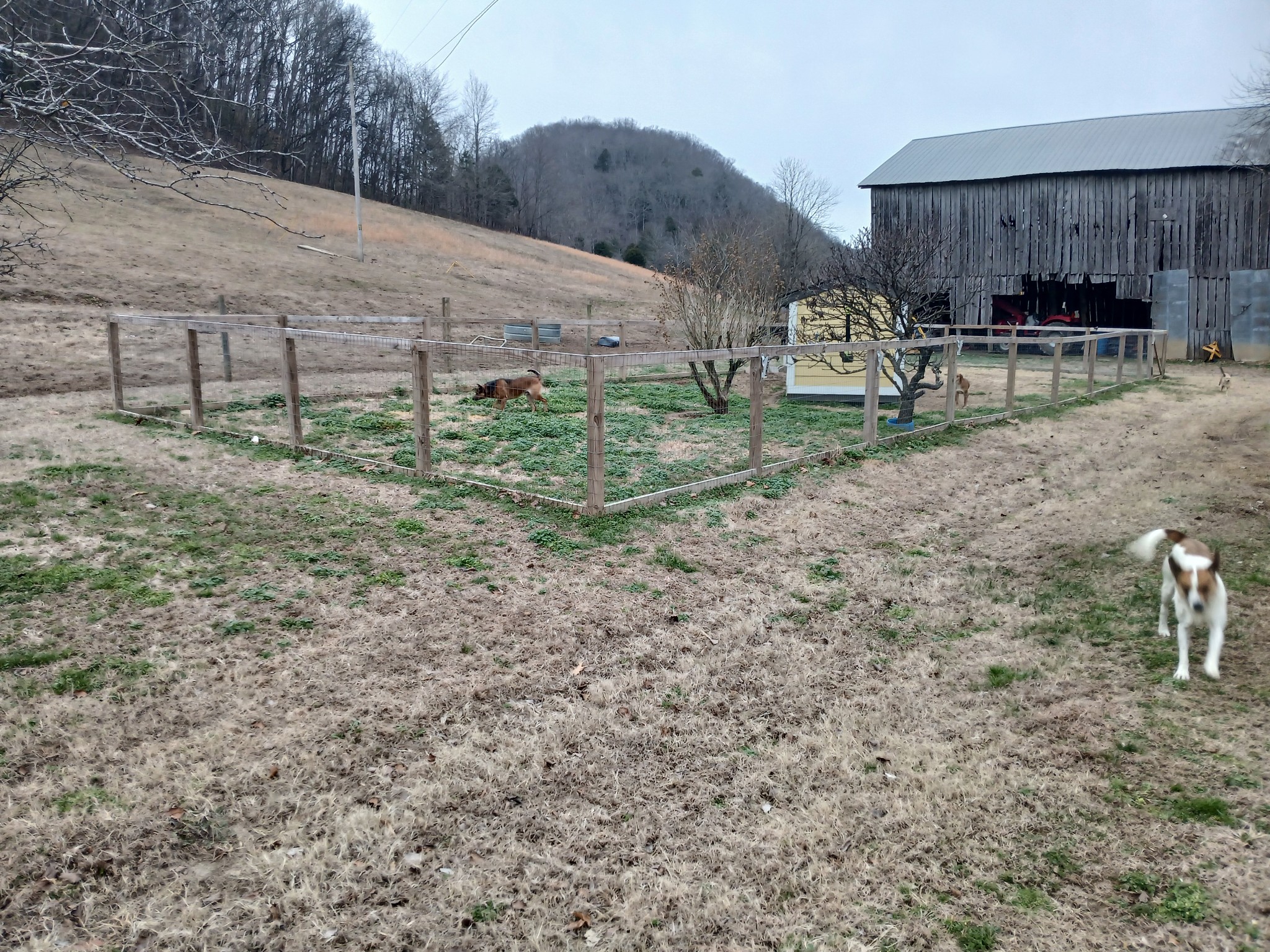 655 Wilmore Hollow Road Pleasant Shade, TN 37145 - Photo 21 of 47 a view of a backyard with plants and a bench