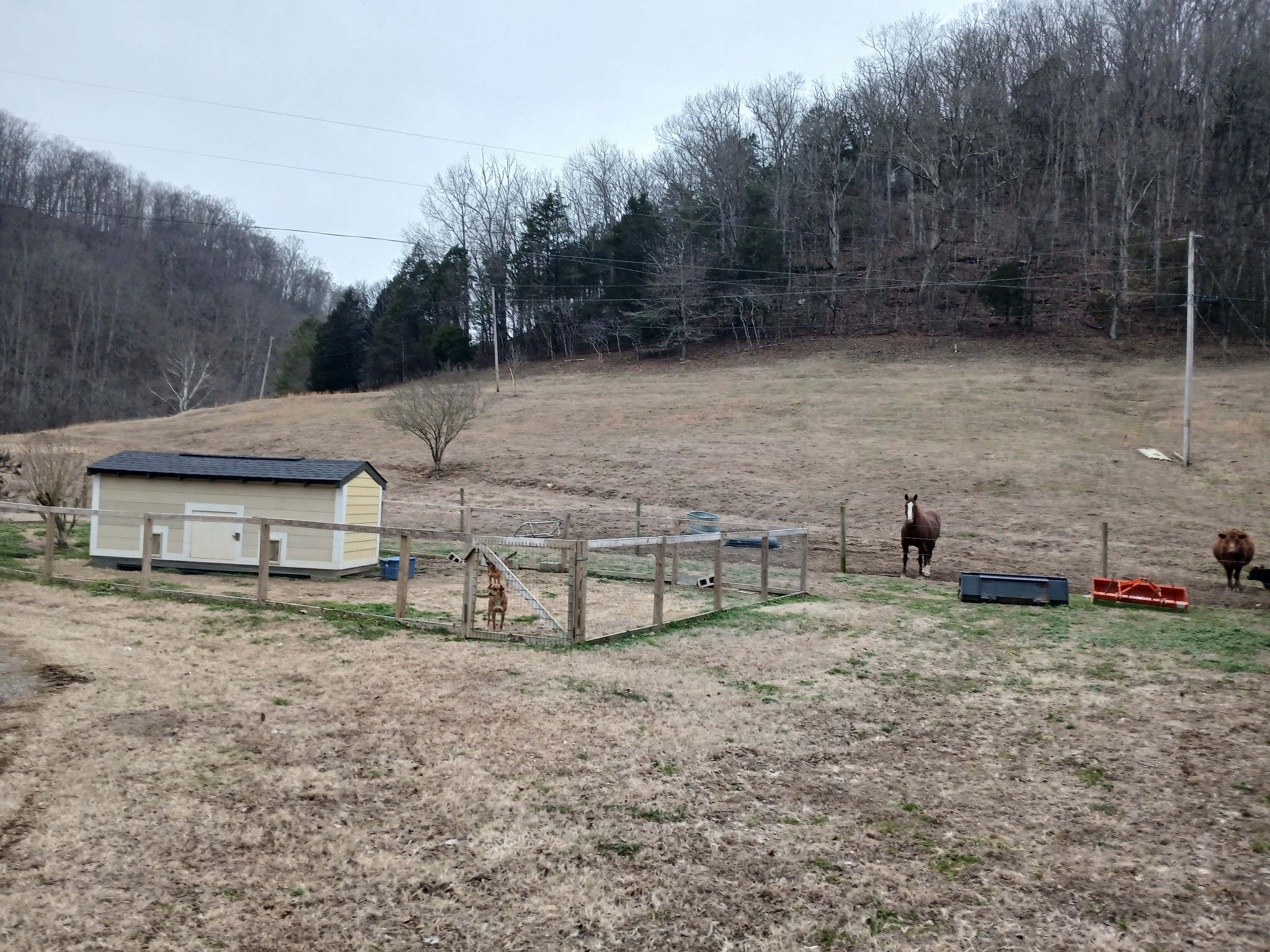 655 Wilmore Hollow Road Pleasant Shade, TN 37145 - Photo 27 of 47 a view of a backyard with large trees