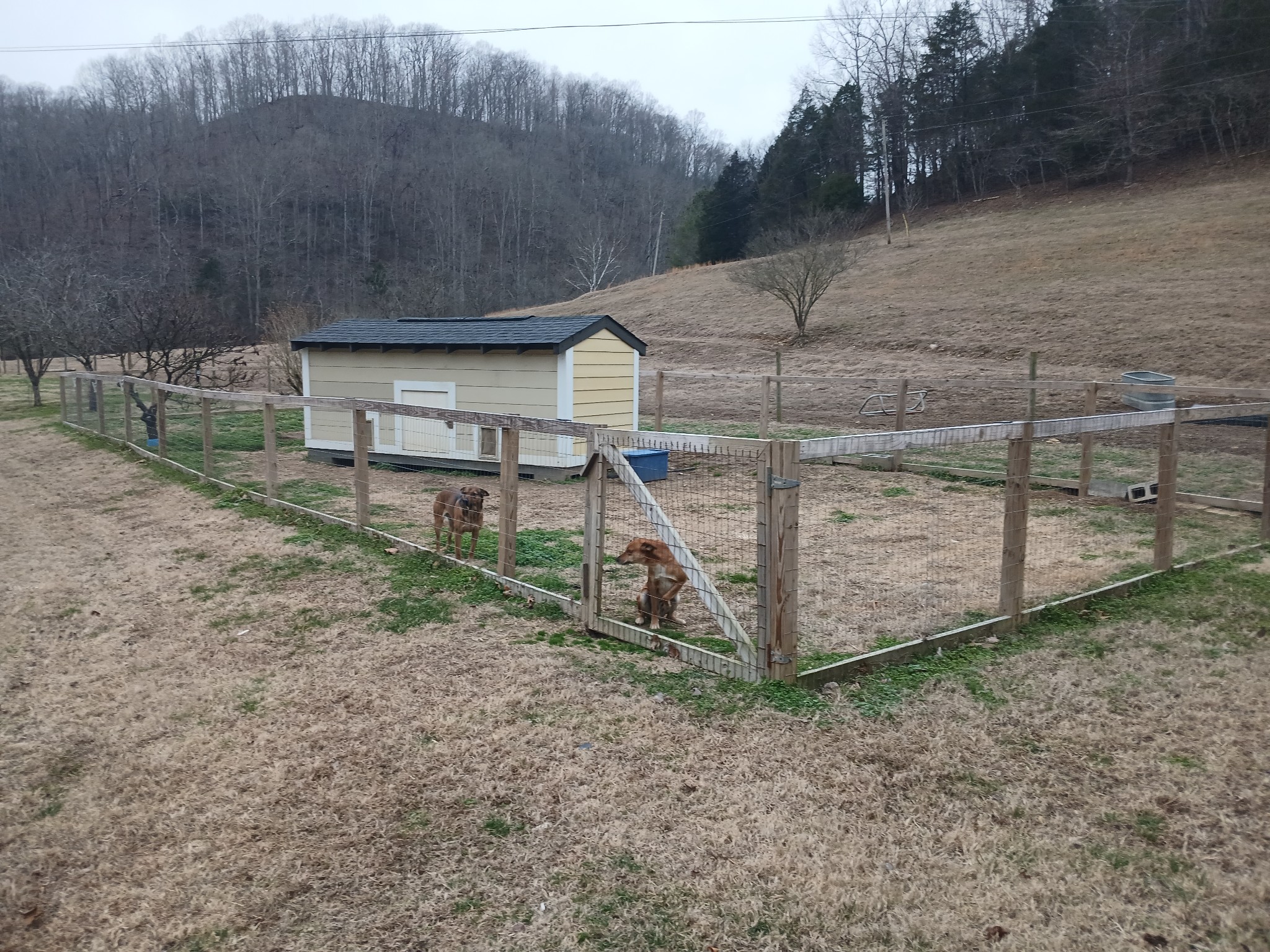 655 Wilmore Hollow Road Pleasant Shade, TN 37145 - Photo 45 of 47 a view of a backyard