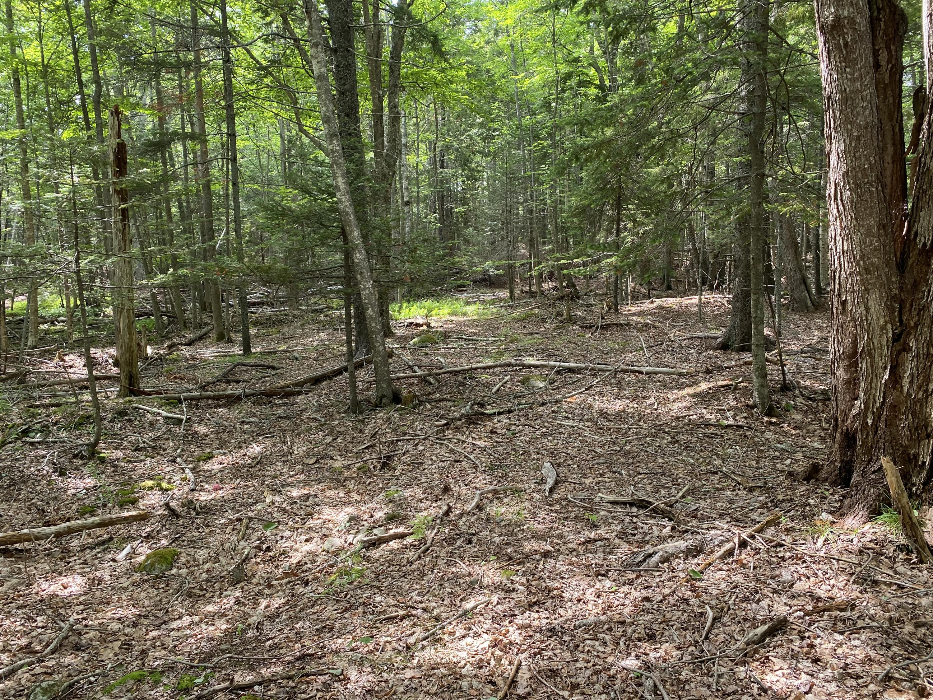 812 Main Road Islesboro, ME 04848 - Photo 43 of 44 Wooded acreage