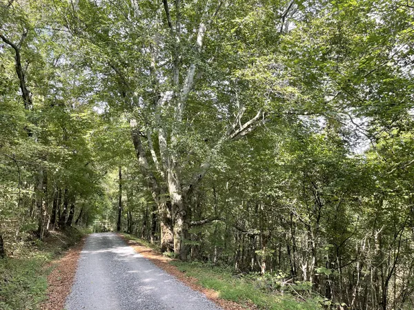 a view of a forest with lots of trees