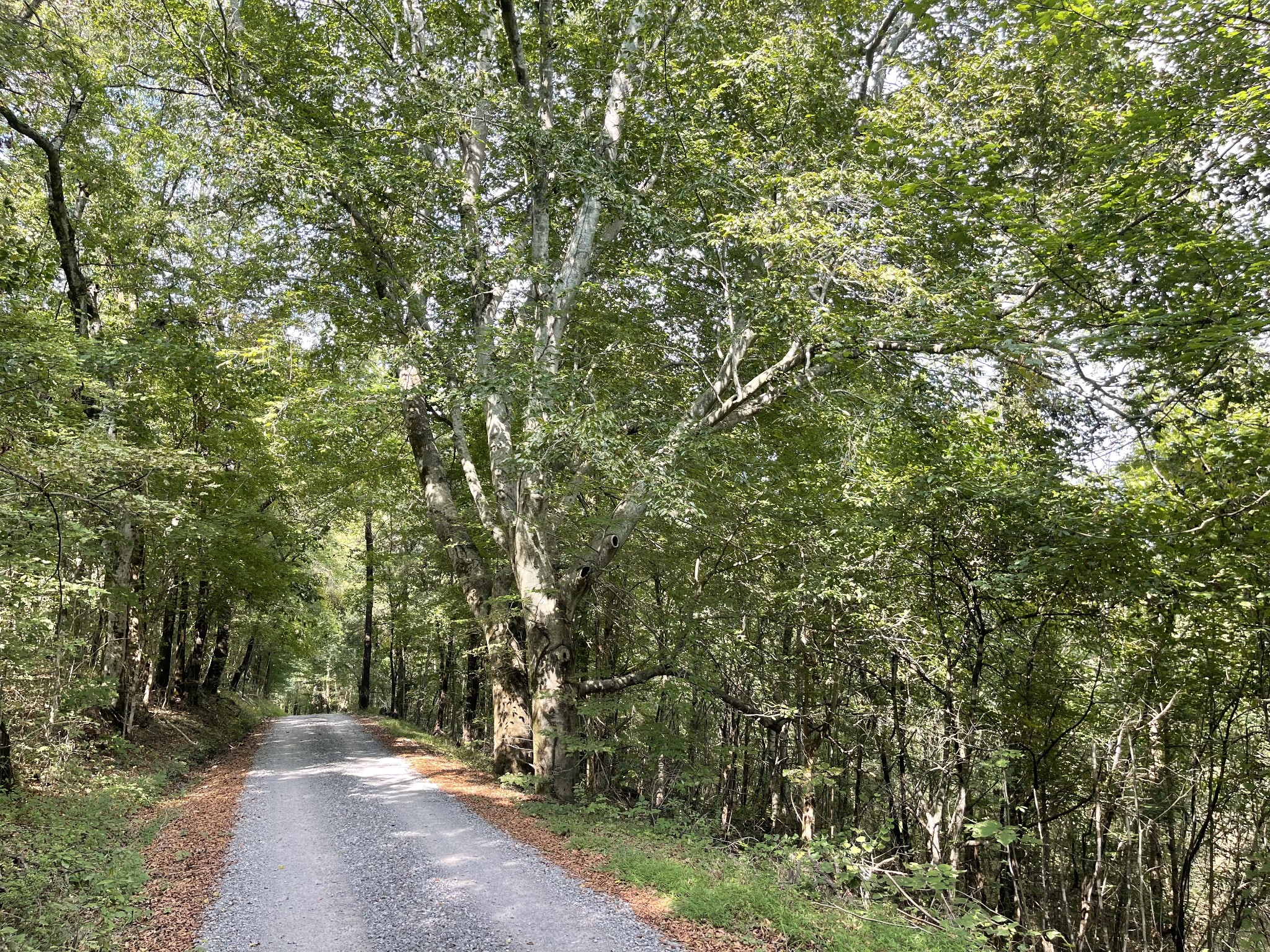 0 McBurg Dellrose Road Dellrose, TN 38453 - Photo 7 of 11 a view of a forest with trees