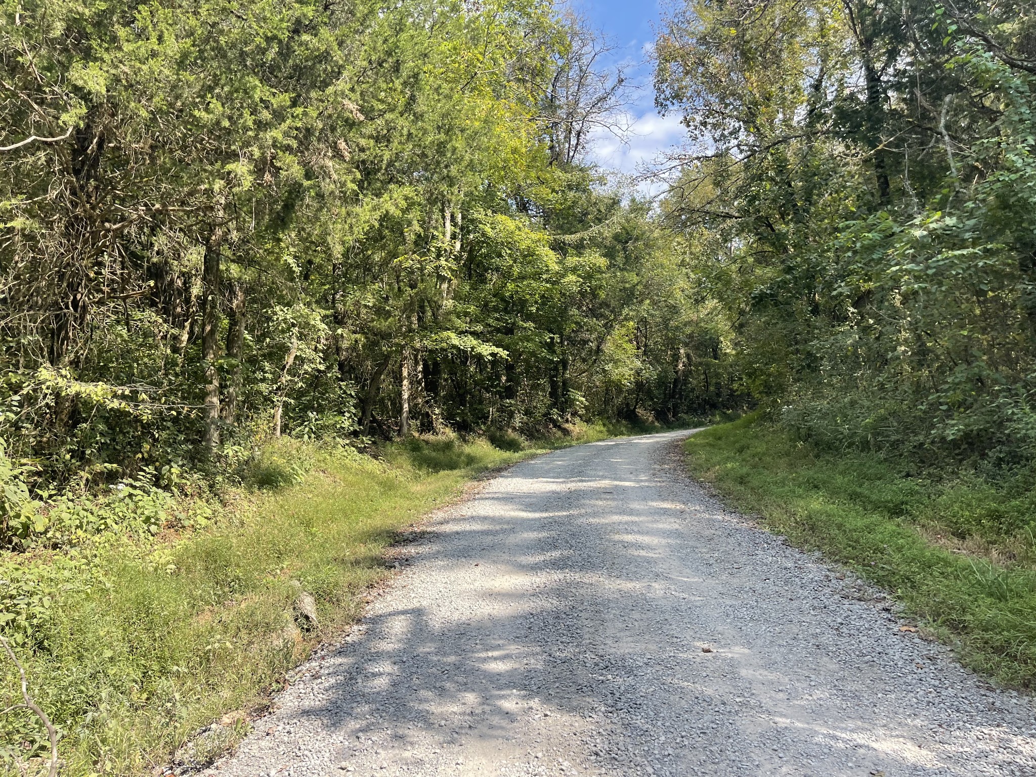 0 McBurg Dellrose Road Dellrose, TN 38453 - Photo 8 of 11 a view of a yard with a tree