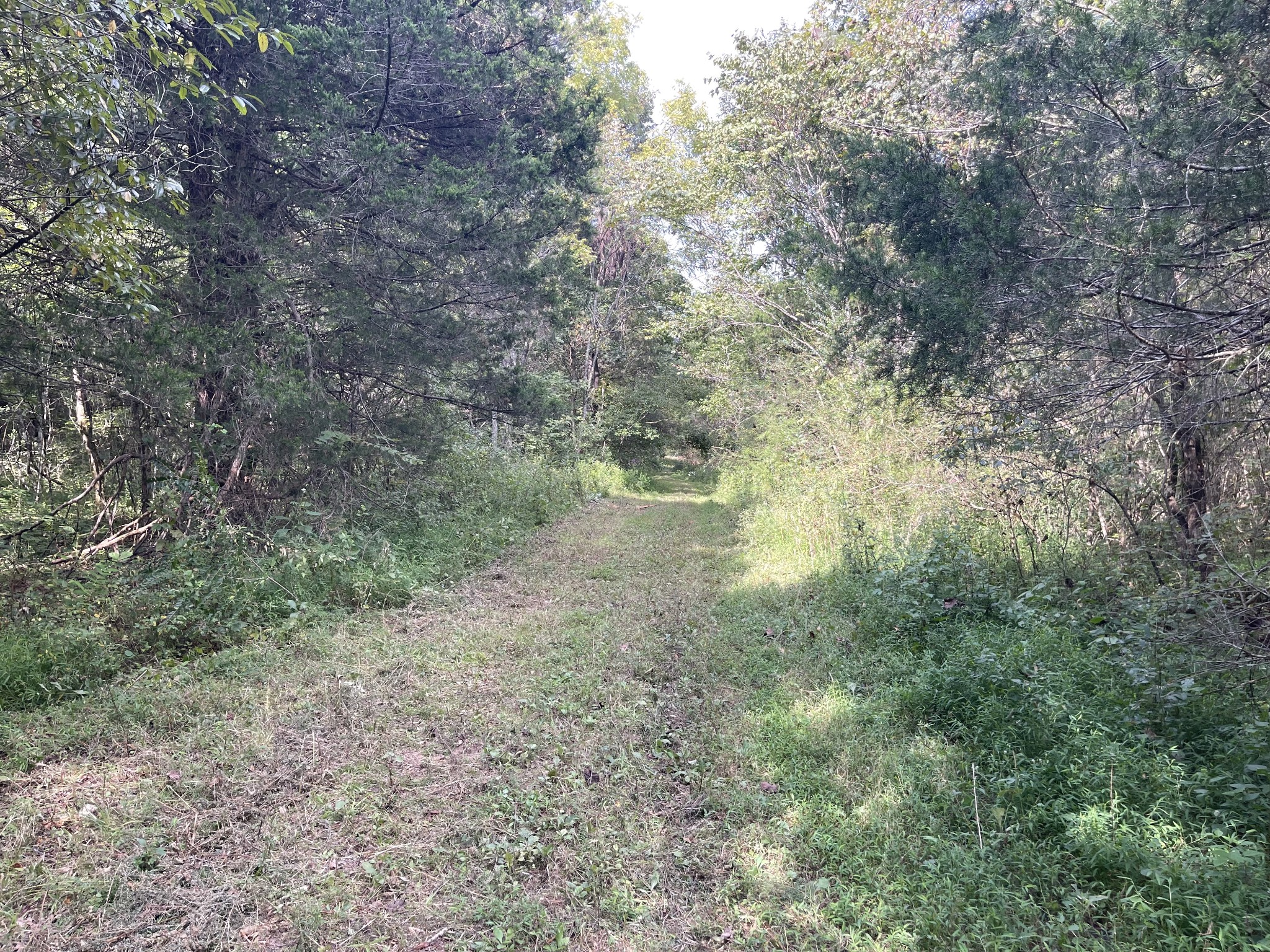 0 McBurg Dellrose Road Dellrose, TN 38453 - Photo 9 of 11 a view of a forest with lots of trees