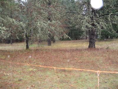 2449 Hugo Road Merlin, OR 97532 - Photo 2 of 5 a view of a yard with a tree