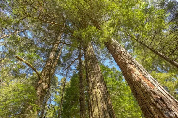a yard with tall trees