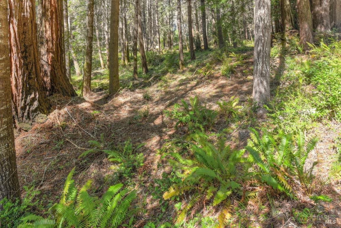 35205 Fly Cloud Road The Sea Ranch, CA 95497 - Photo 11 of 18 a view of forest