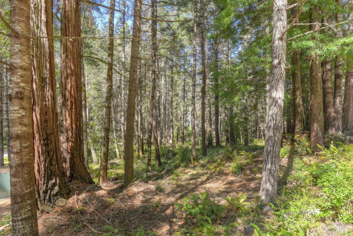 35205 Fly Cloud Road The Sea Ranch, CA 95497 - Photo 2 of 18 a view of forest