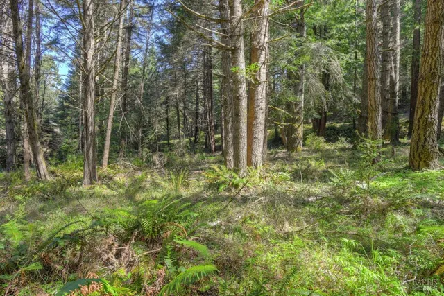 a view of a forest with trees in the background