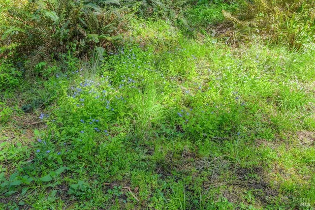 a view of outdoor space and yard