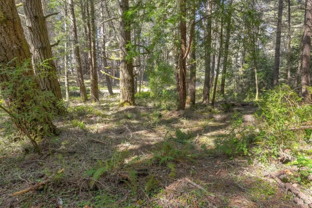 a view of a yard with large trees