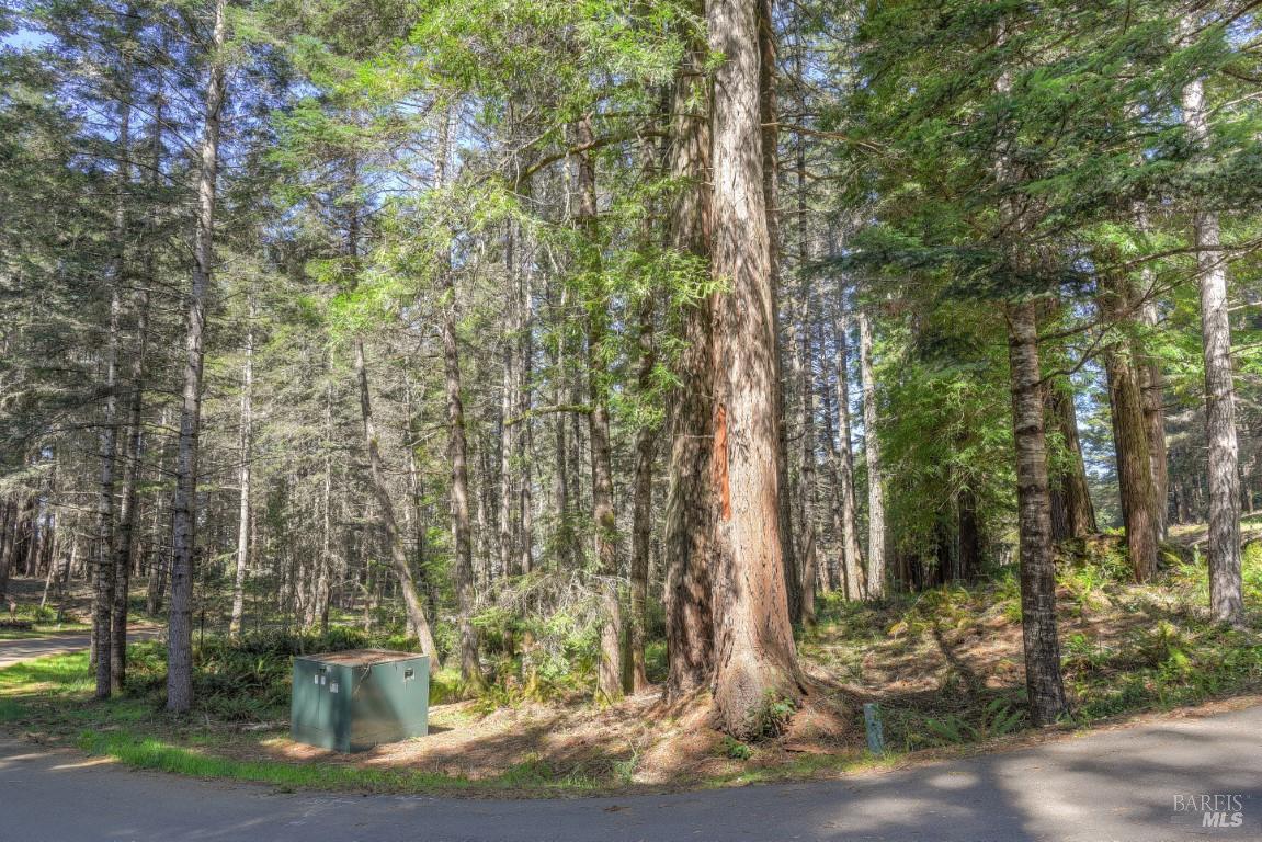 35205 Fly Cloud Road The Sea Ranch, CA 95497 - Photo 9 of 18 a view of a yard with large trees