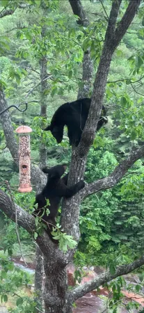 $495,000 | 221 Toxaway Falls Dr Lake, Unit 1, Lake Toxaway, NC 28747