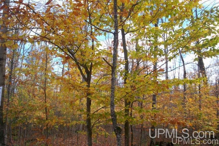 Tbd Sherman Road, Unit LOT 3 Germfask, MI 49836 - Photo 11 of 16 Gallery Image 11