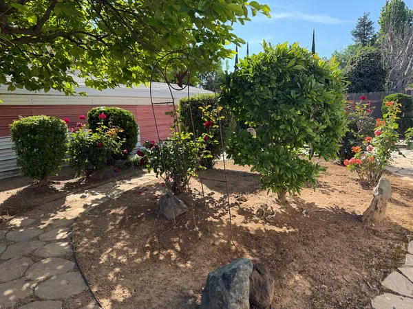 a view of a yard with plants and large trees
