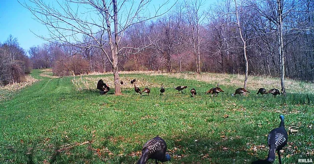 $364,800 | 0 Forest Road, Ava, IL 62907