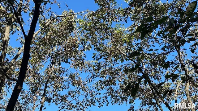 $364,800 | 0 Forest Road, Ava, IL 62907