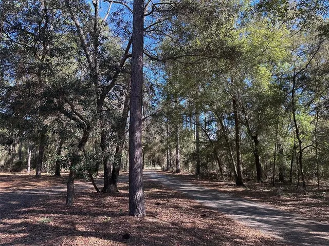 a view of a yard with large trees