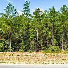 15645 Ridge Rock Road Willis, TX 77378 - Photo 2 of 15 a view of a yard