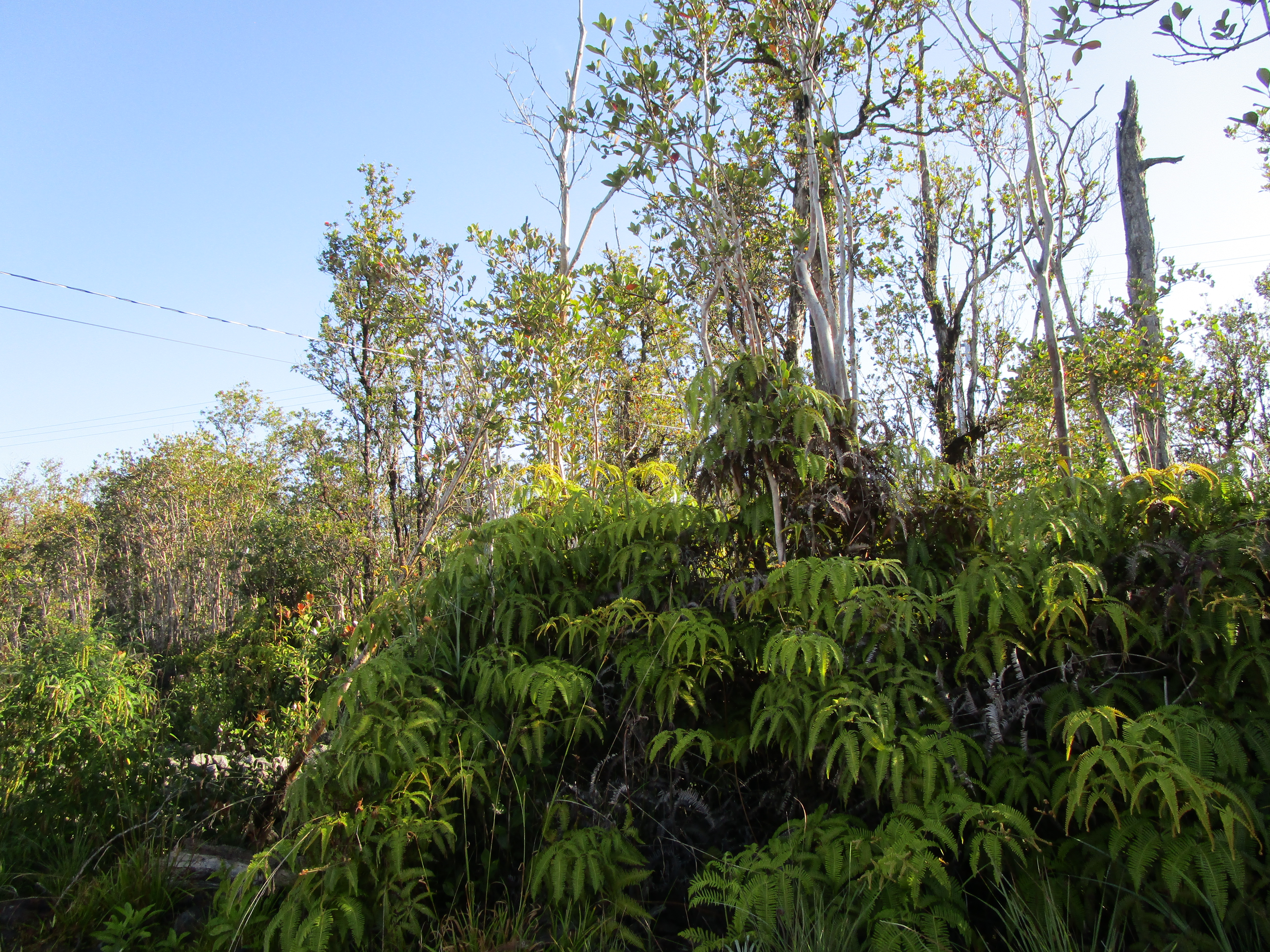 1 Kokokahi Road Mountain View, HI 96771 - Photo 19 of 27 a view of a yard