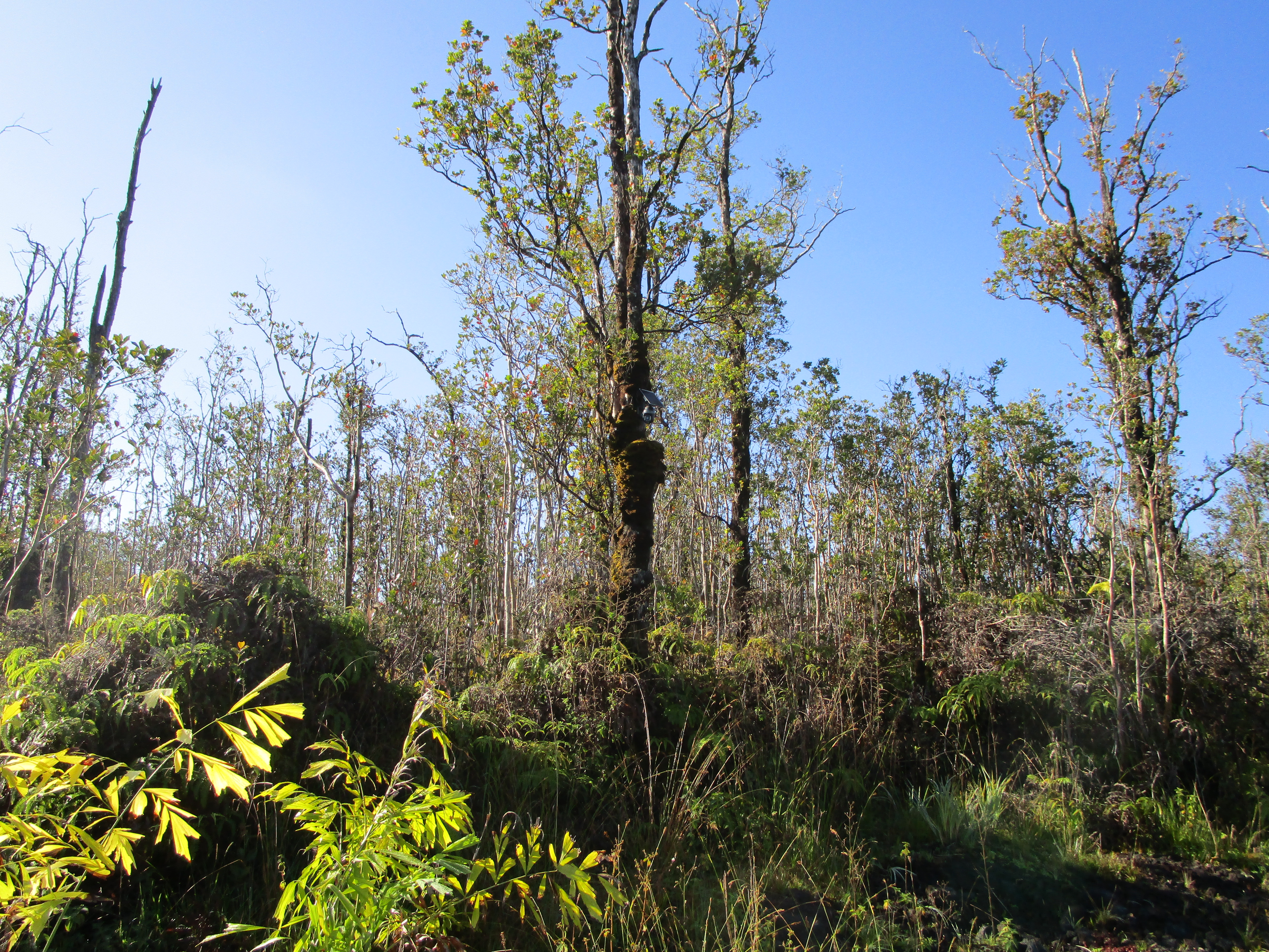 1 Kokokahi Road Mountain View, HI 96771 - Photo 20 of 27 a view of a tree with a flower