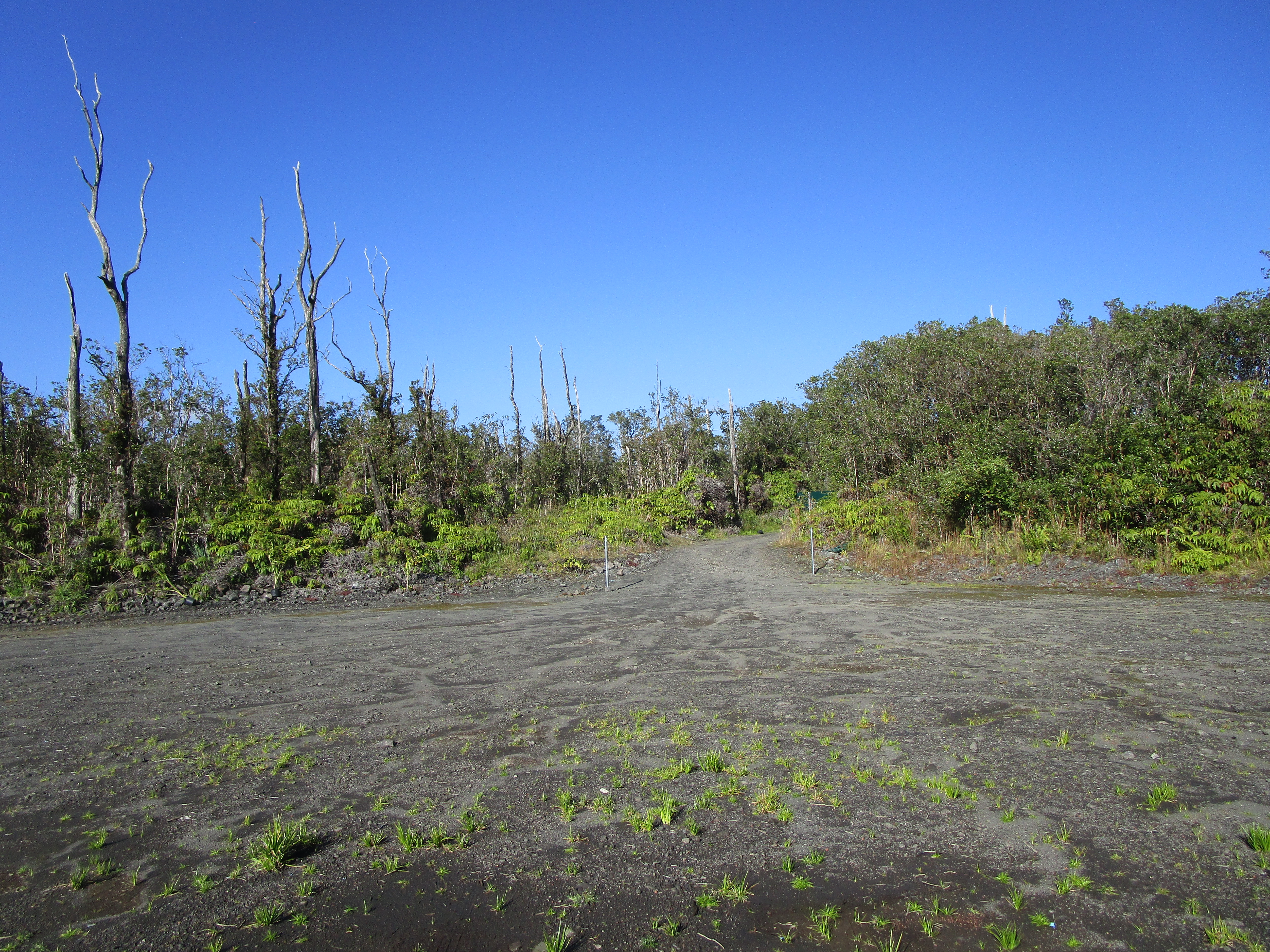 1 Kokokahi Road Mountain View, HI 96771 - Photo 22 of 27 a view of a yard with a tree
