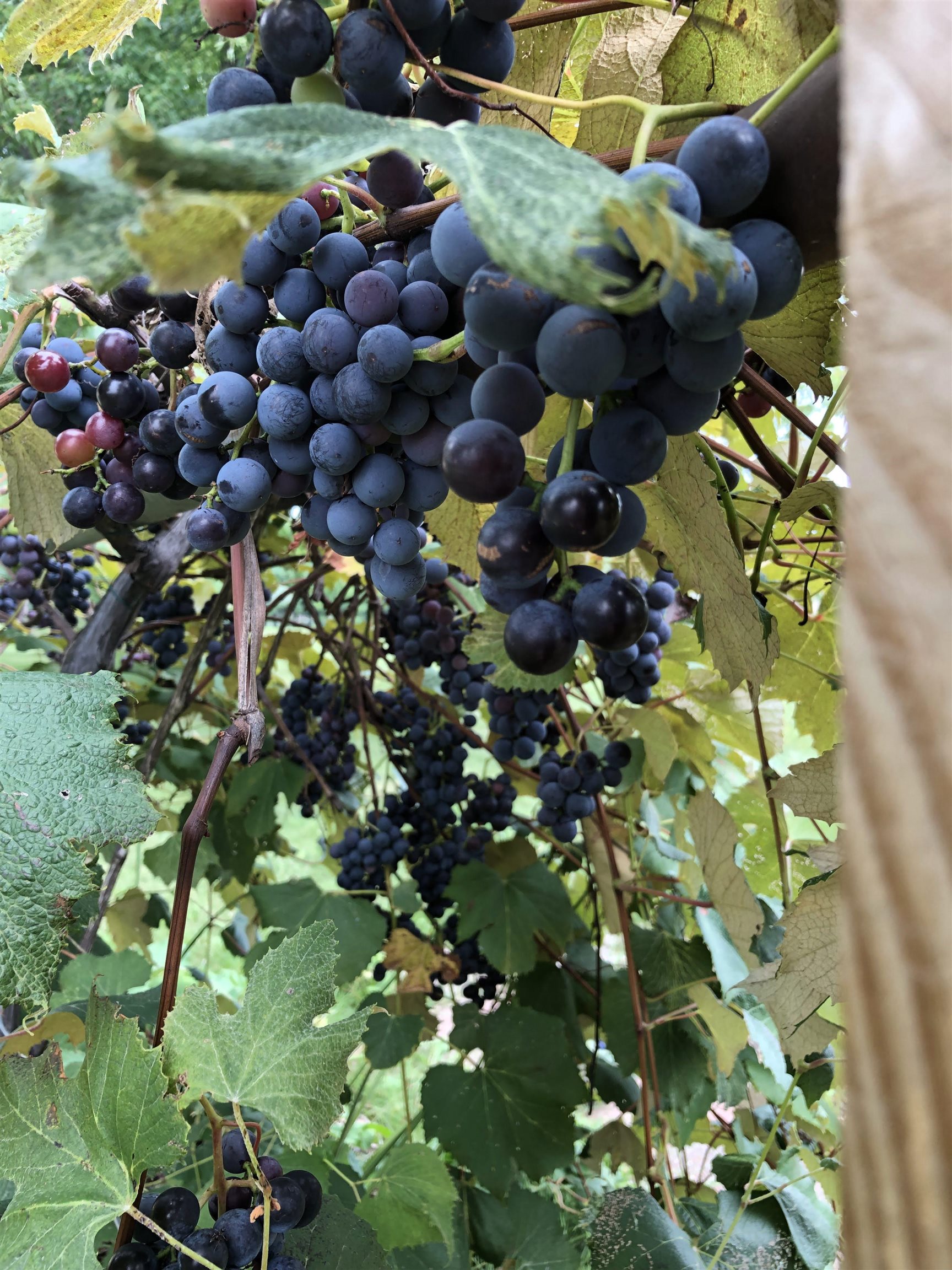 2315 Spring Rose Road Verona, WI 53593 - Photo 48 of 72