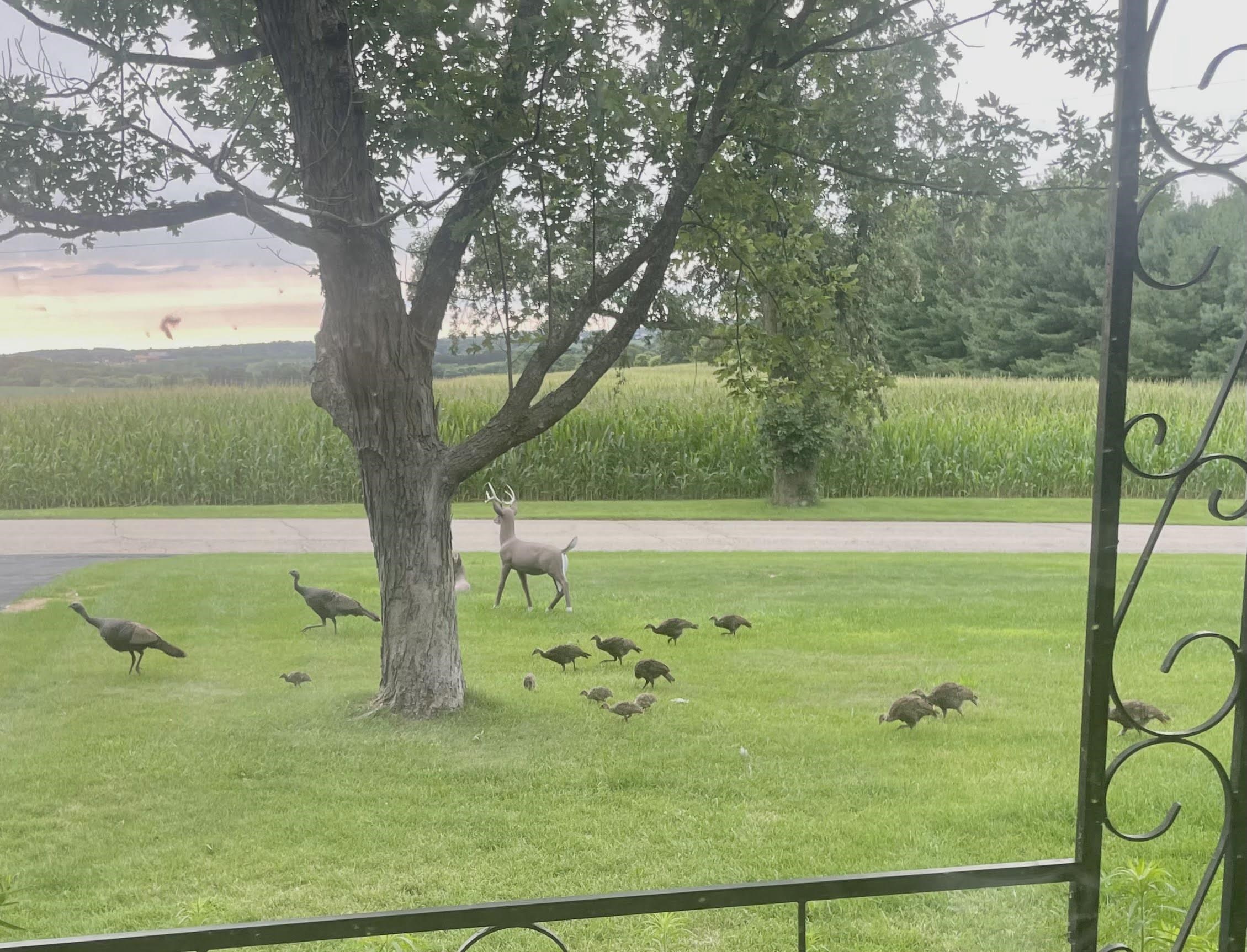 2315 Spring Rose Road Verona, WI 53593 - Photo 56 of 72