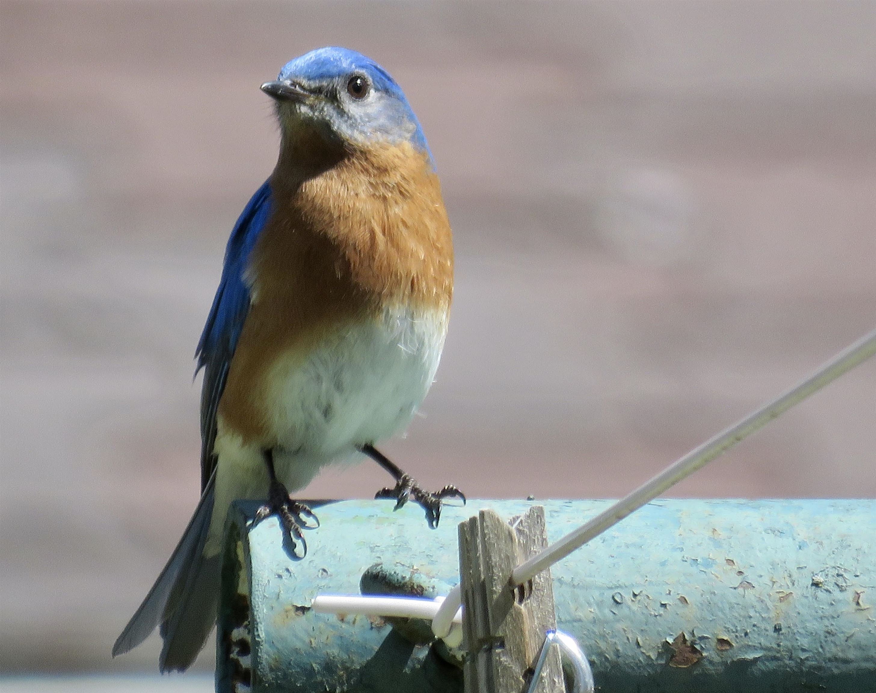 2315 Spring Rose Road Verona, WI 53593 - Photo 58 of 72