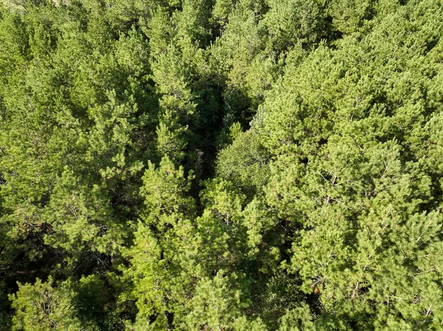 a view of a lush green forest