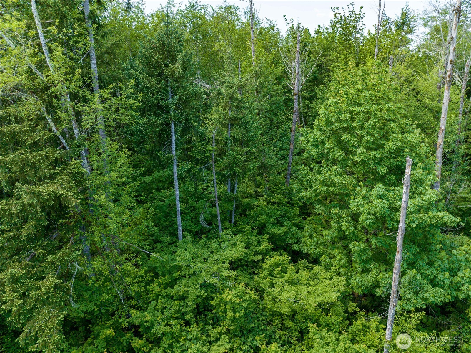 0 Valley Ridge Road Chehalis, WA 98532 - Photo 2 of 6 a view of a lush green forest