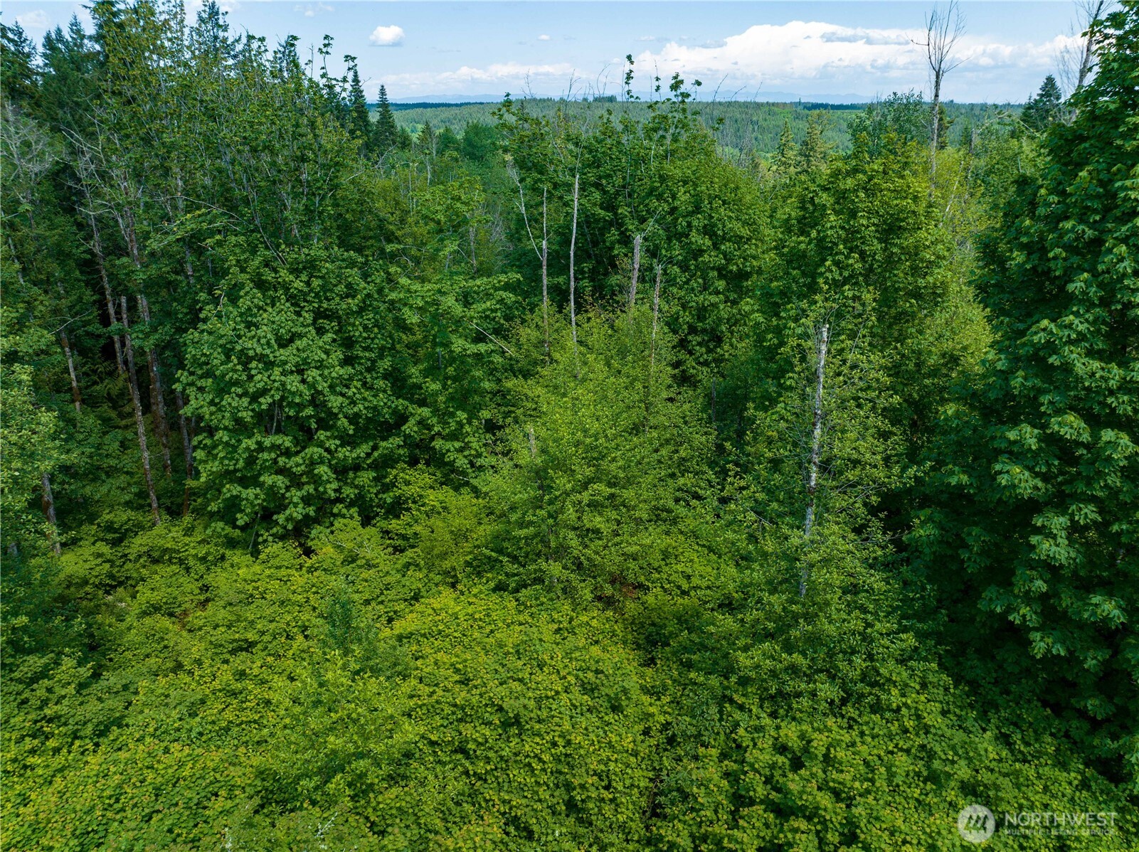 0 Valley Ridge Road Chehalis, WA 98532 - Photo 3 of 6 a view of a lush green space