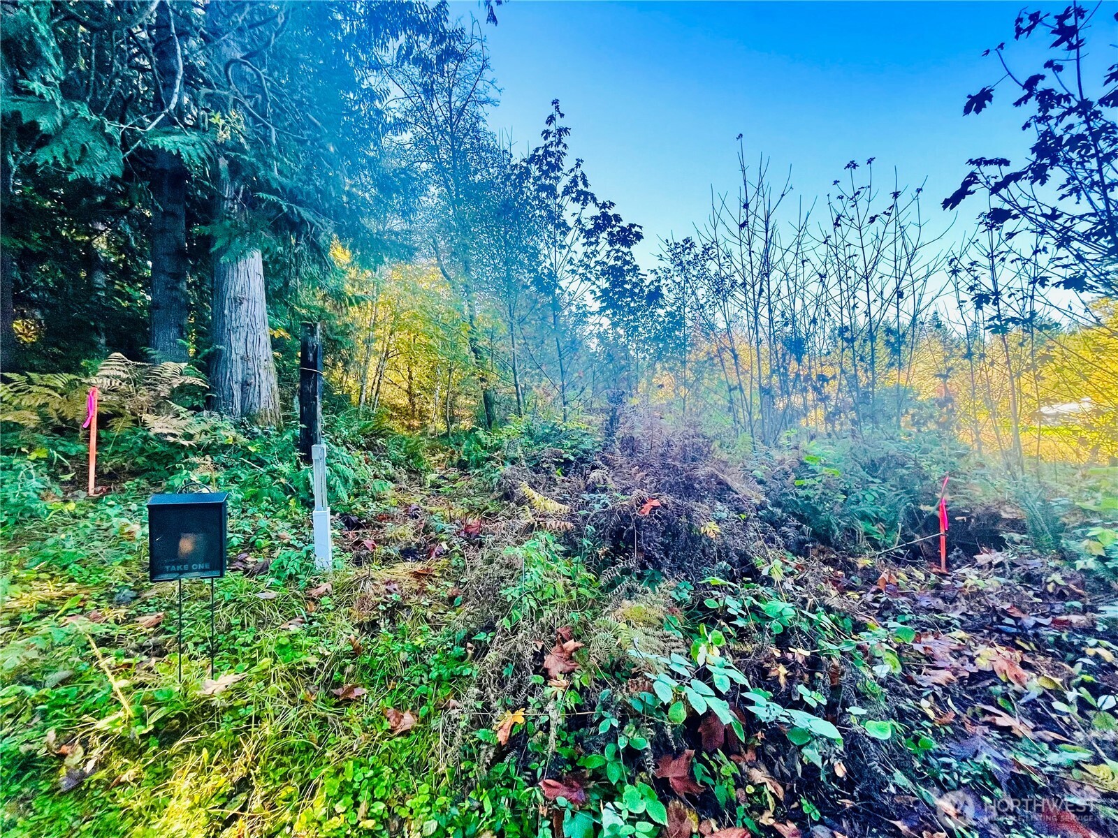 0 Valley Ridge Road Chehalis, WA 98532 - Photo 5 of 6 a view of a garden with plants