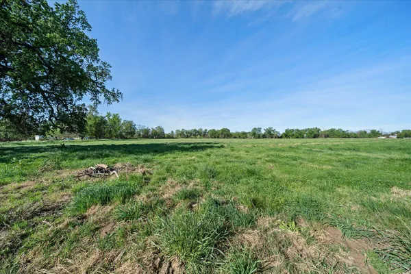 a view of a green field with plants and trees in the background
