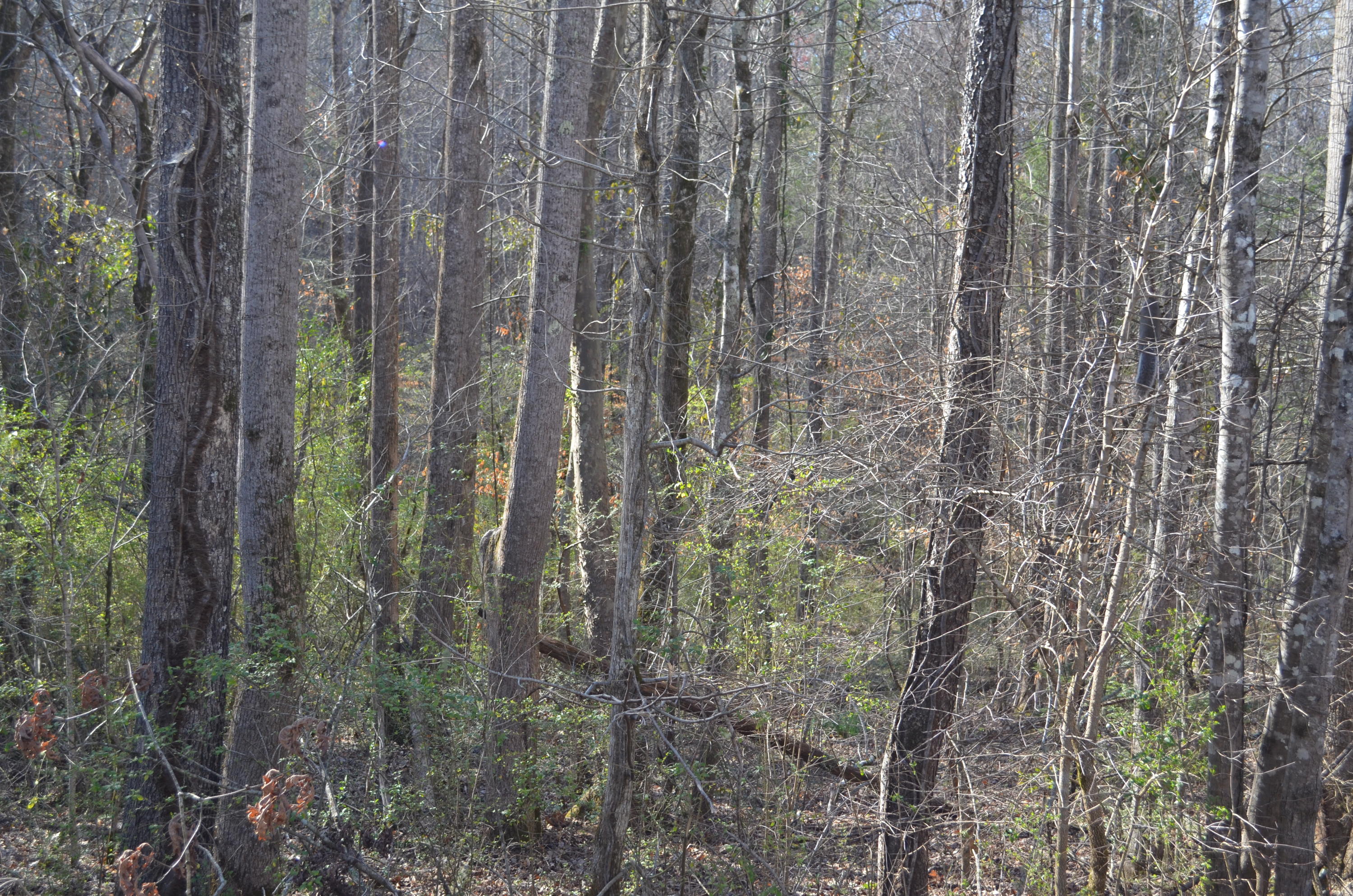 Tom Henry Road Townsend, TN 37882 - Photo 1 of 10 DSC_0288