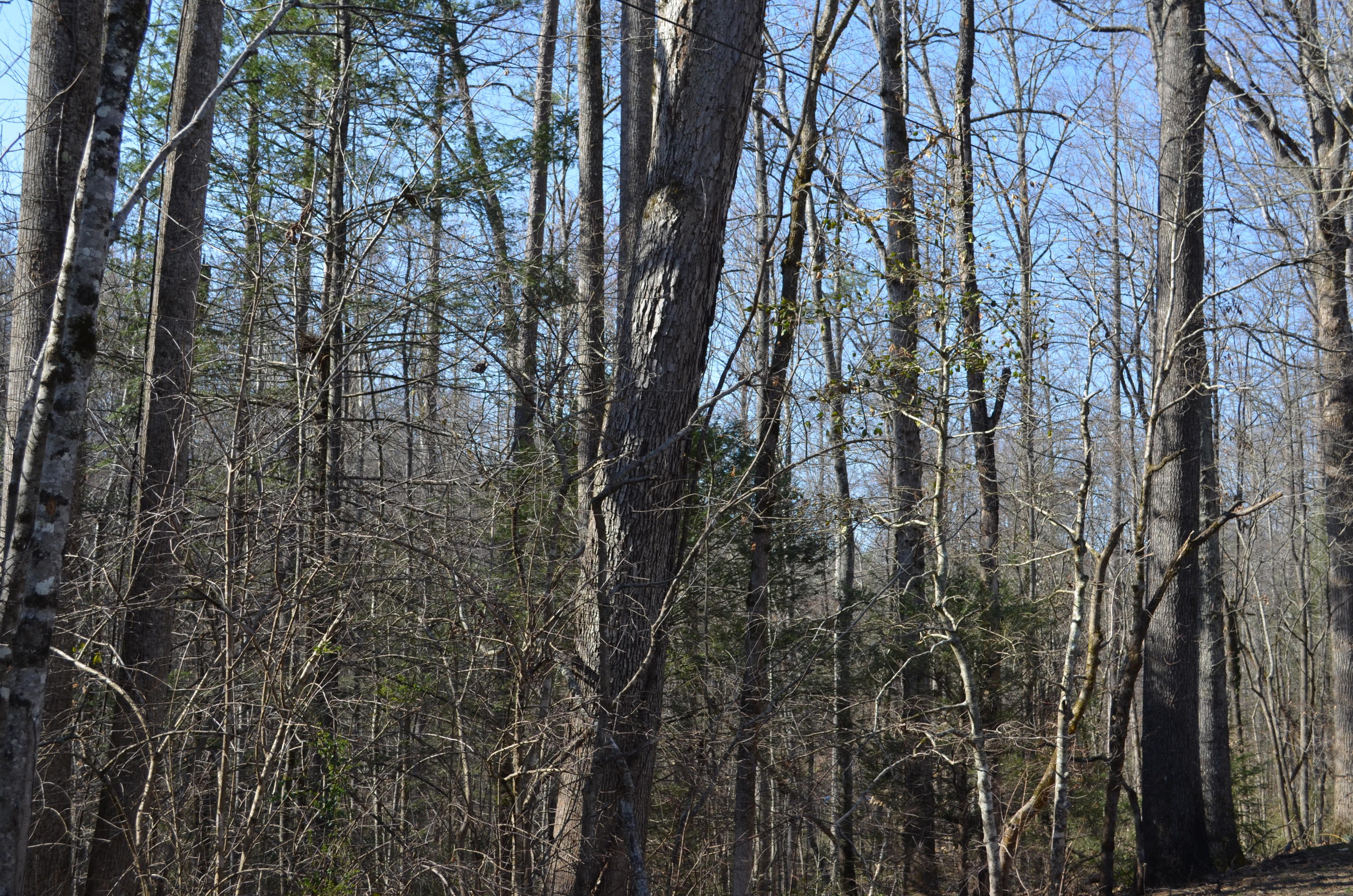 Tom Henry Road Townsend, TN 37882 - Photo 2 of 10 DSC_0289