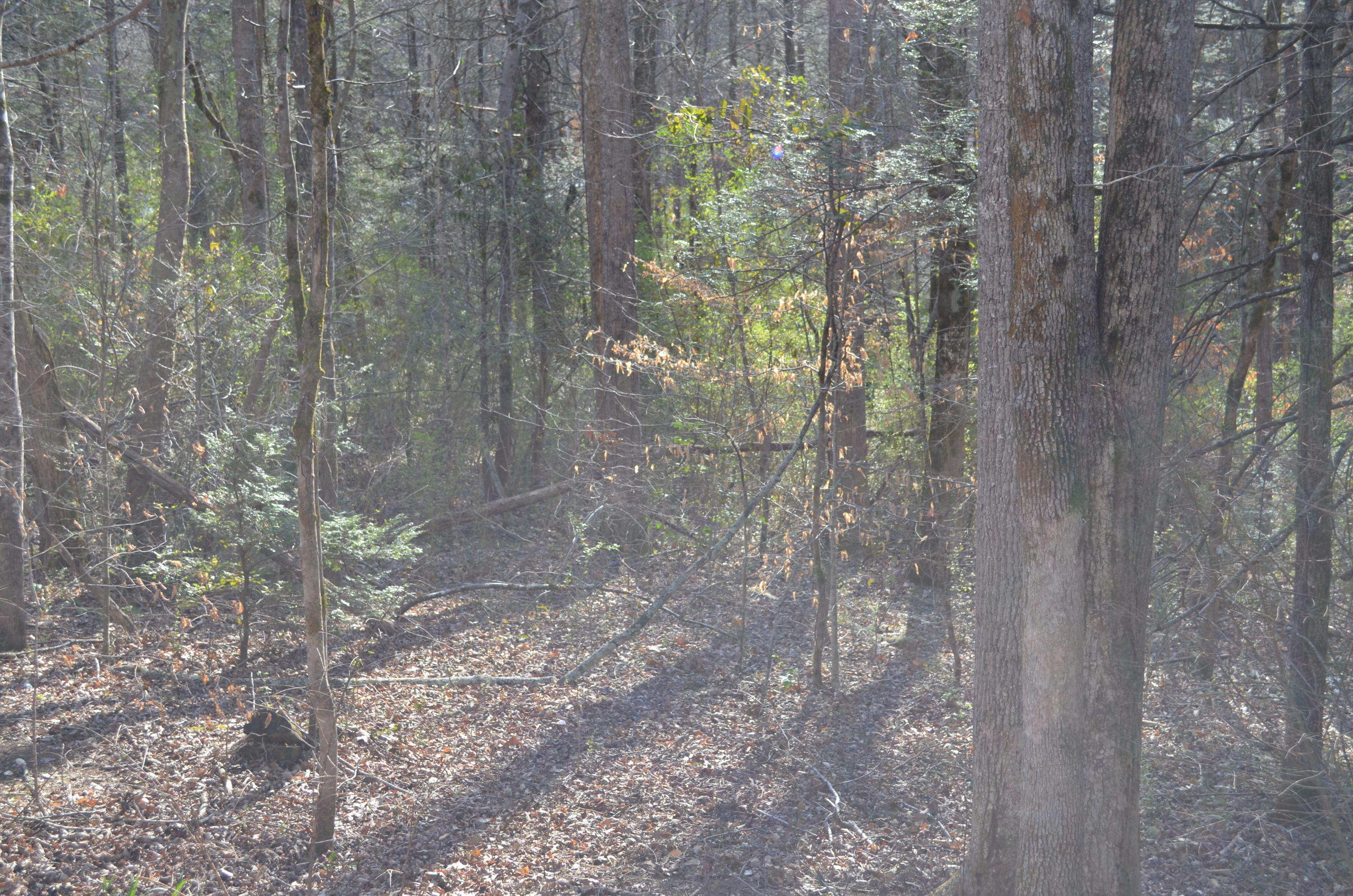 Tom Henry Road Townsend, TN 37882 - Photo 3 of 10 DSC_0290
