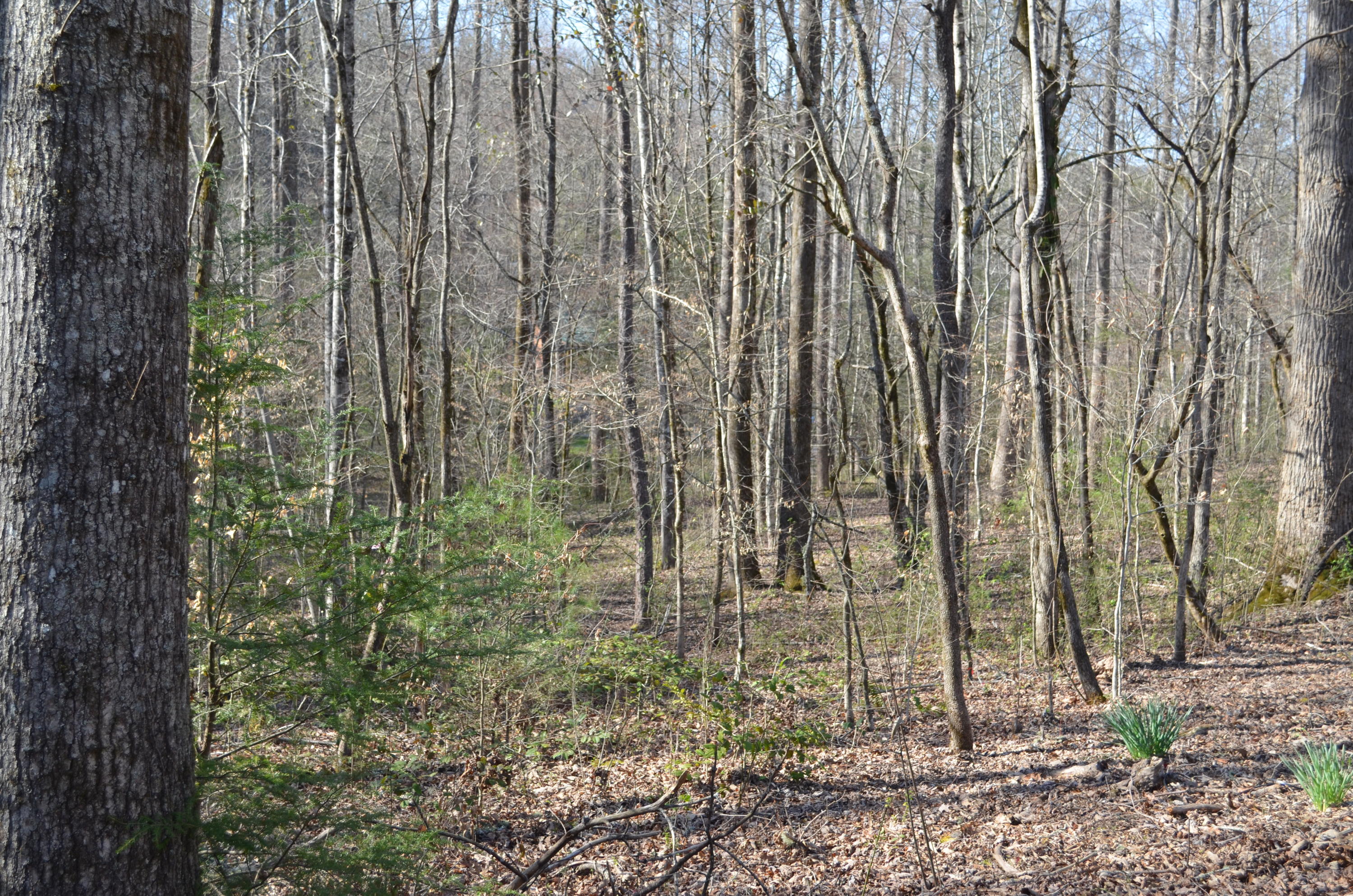 Tom Henry Road Townsend, TN 37882 - Photo 4 of 10 DSC_0291