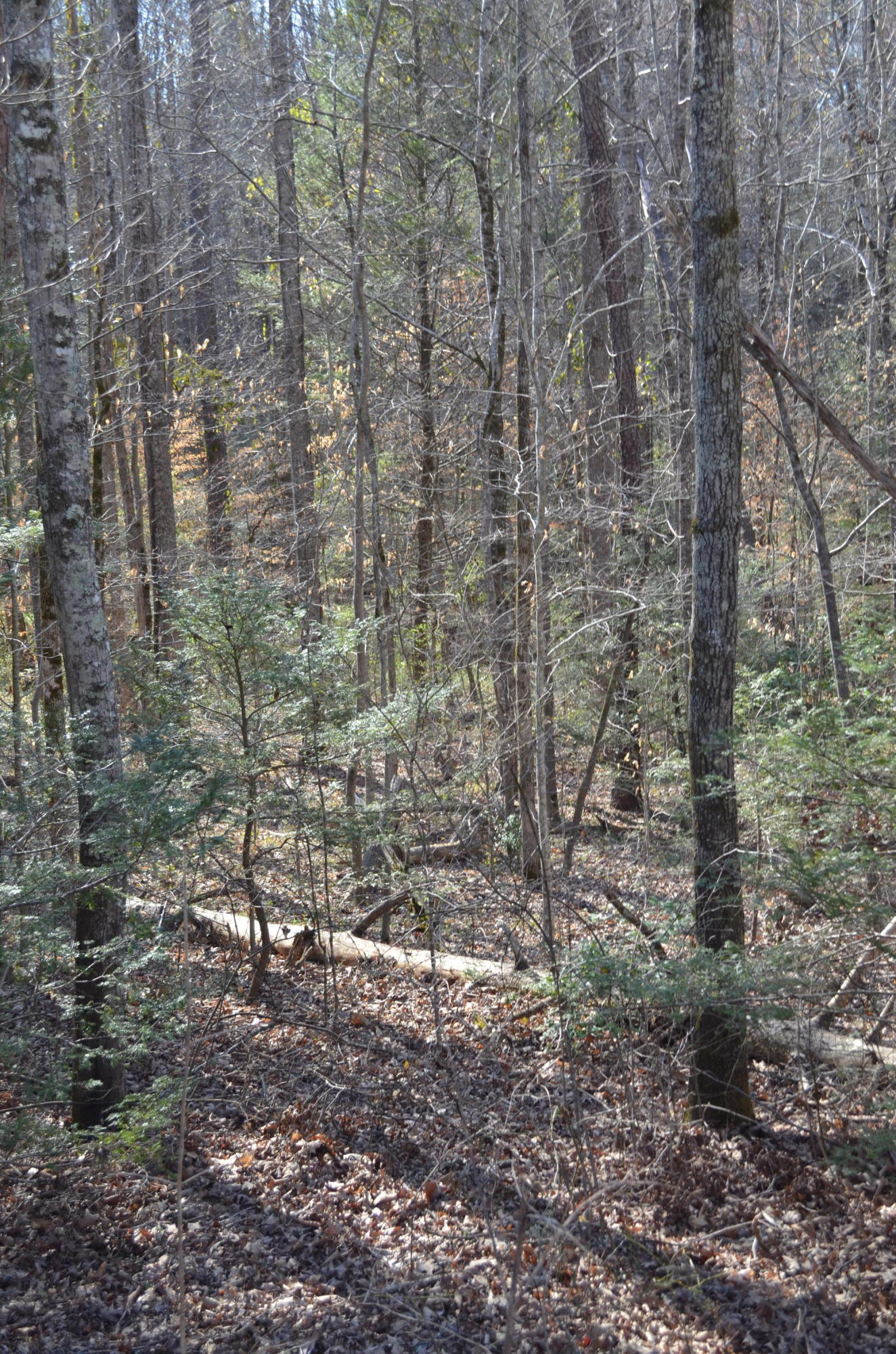 Tom Henry Road Townsend, TN 37882 - Photo 5 of 10 DSC_0292