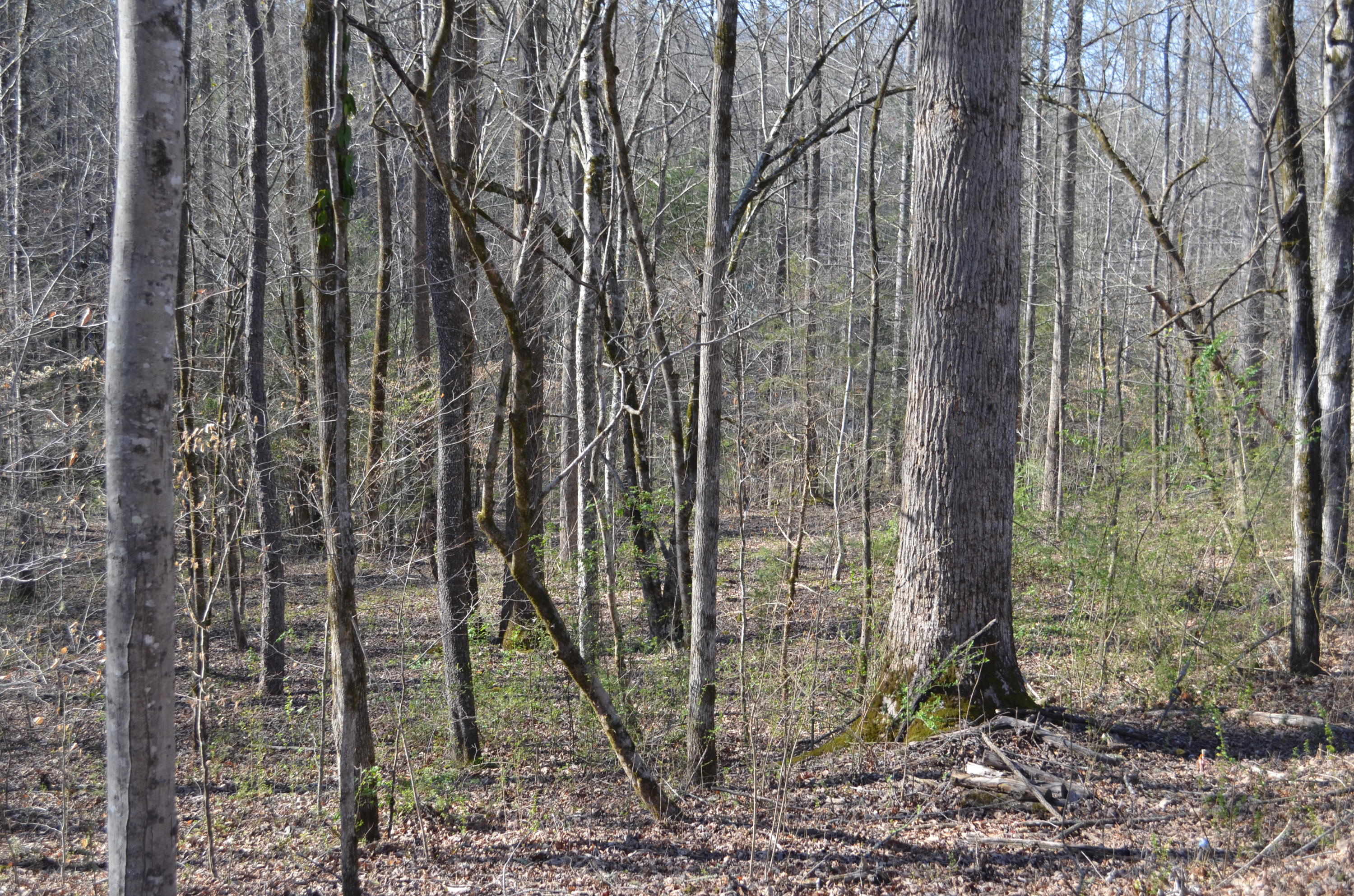 Tom Henry Road Townsend, TN 37882 - Photo 7 of 10 DSC_0294