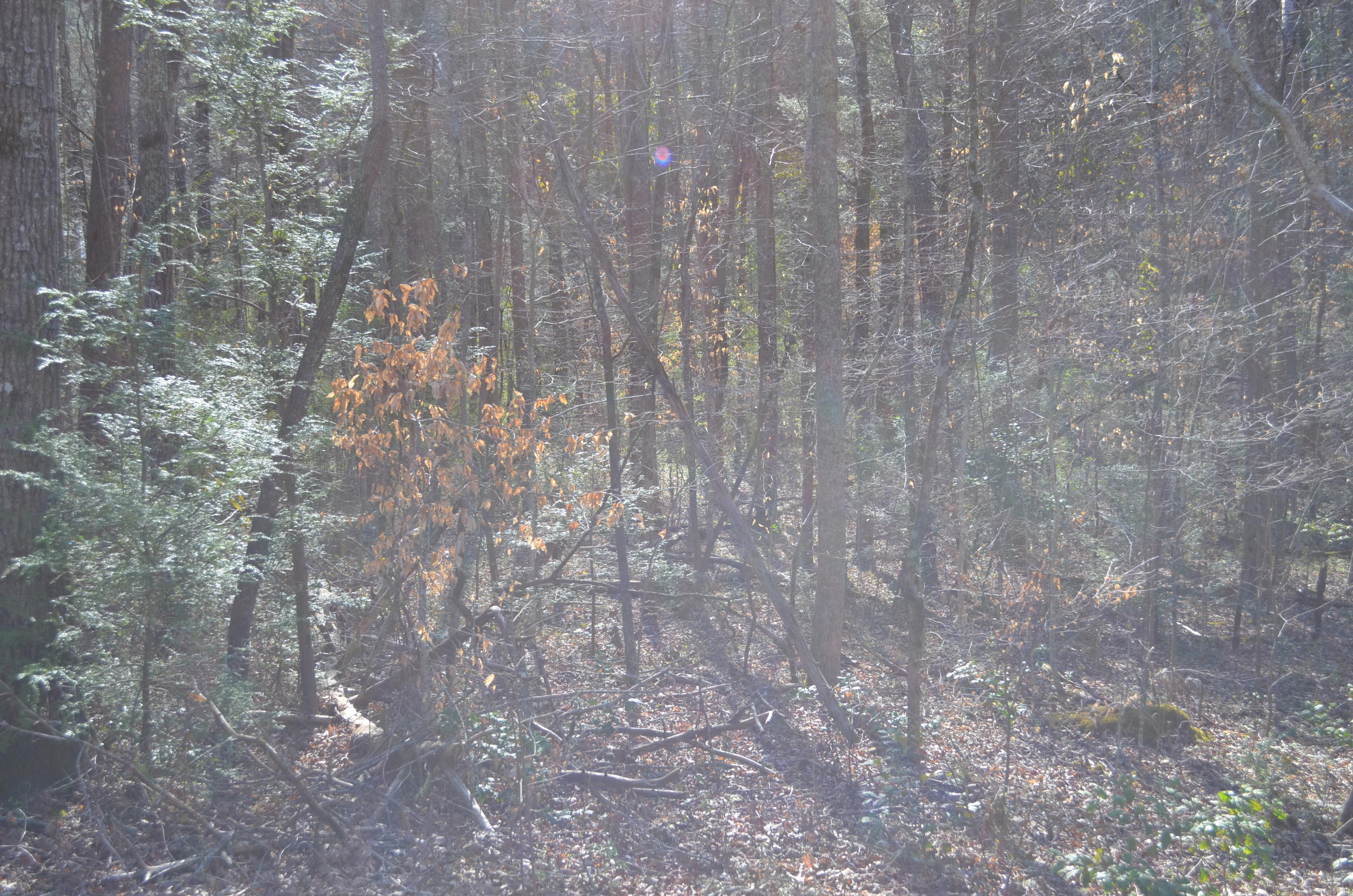 Tom Henry Road Townsend, TN 37882 - Photo 8 of 10 DSC_0295